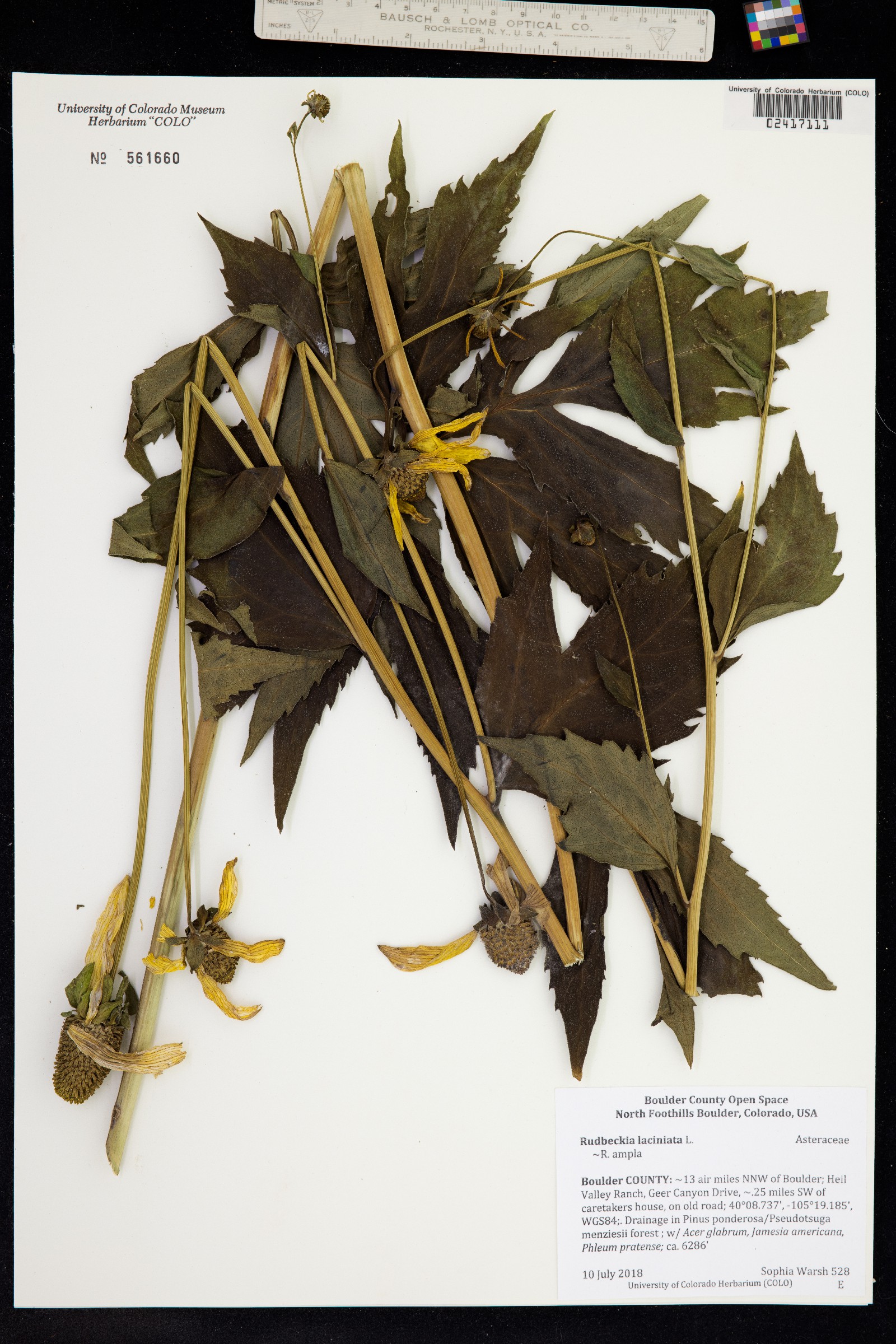 Rudbeckia ampla image