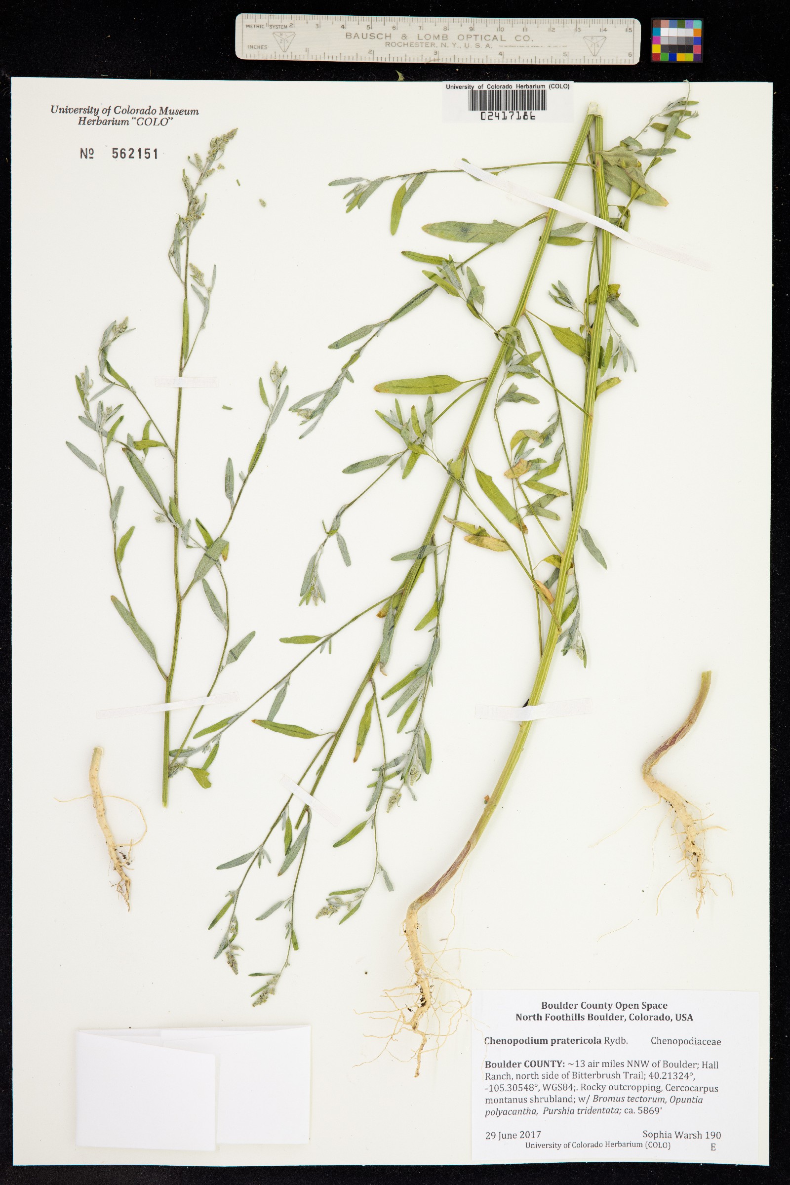 Chenopodium pratericola image