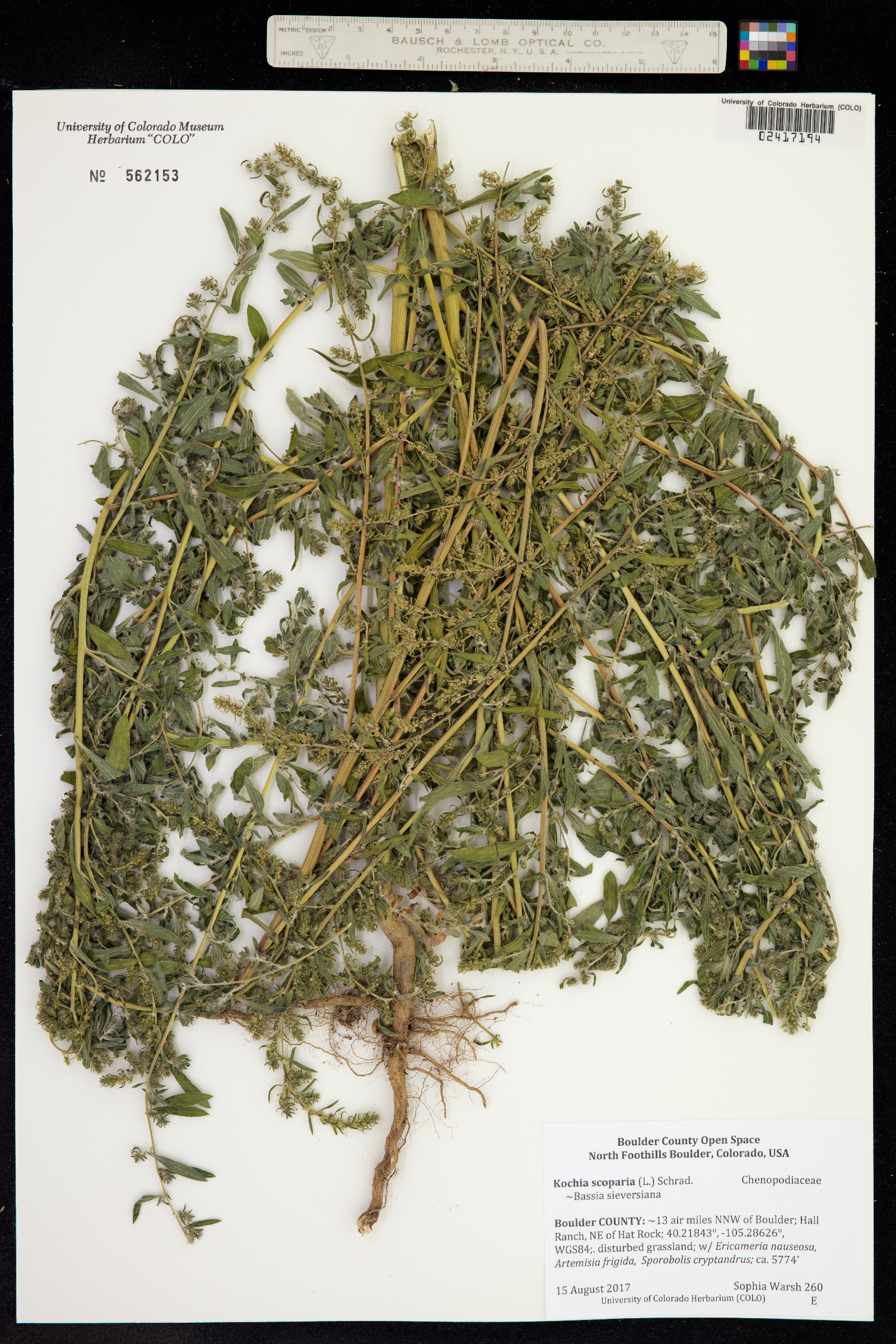 Kochia image