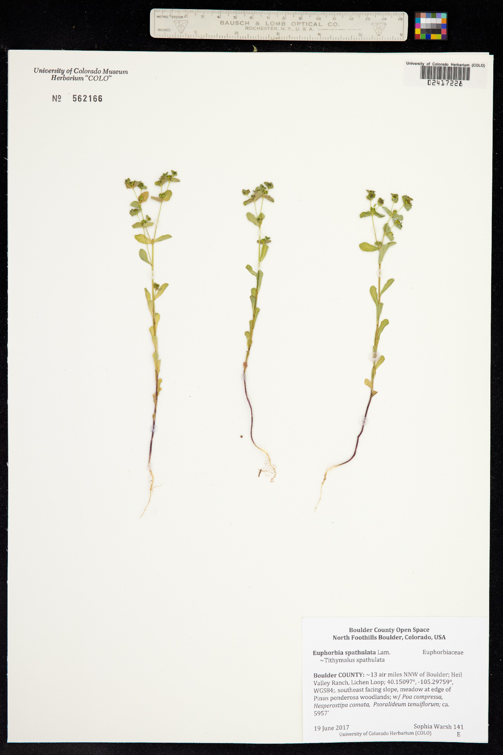 Euphorbia spathulata image