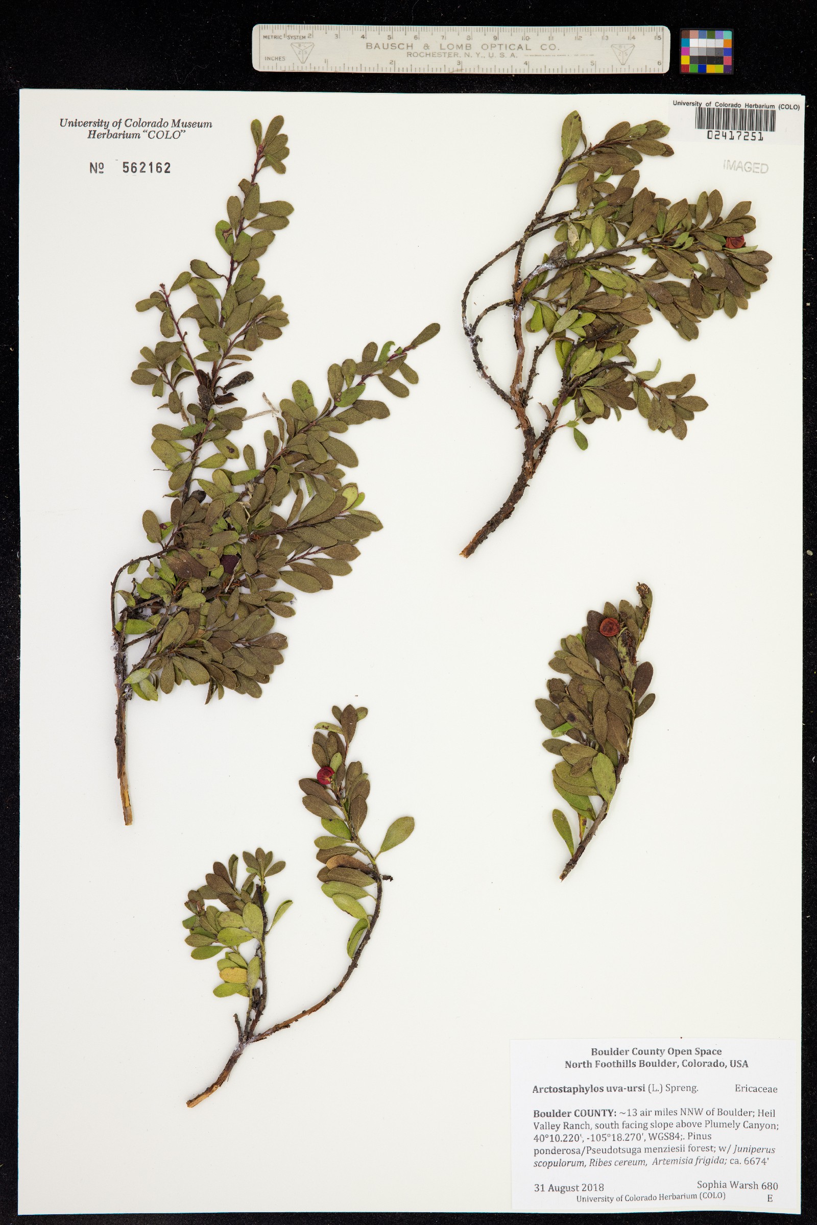 Arctostaphylos uva-ursi image