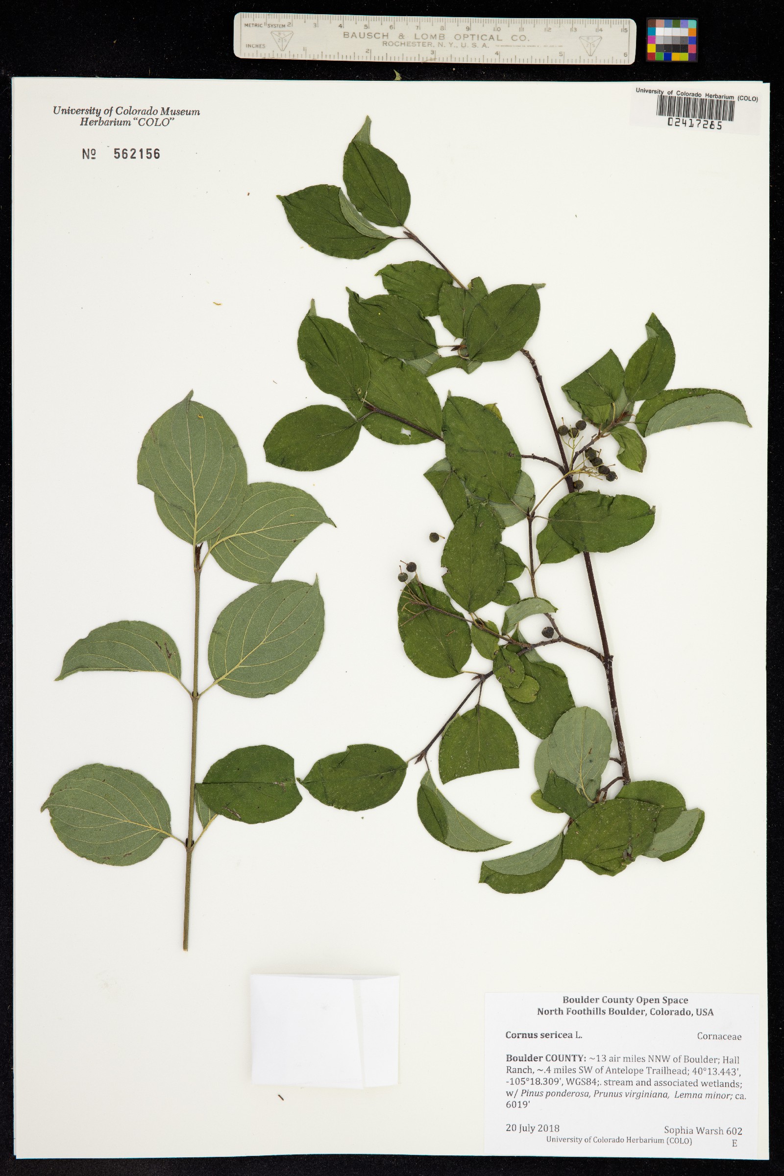 Cornus sericea ssp. sericea image