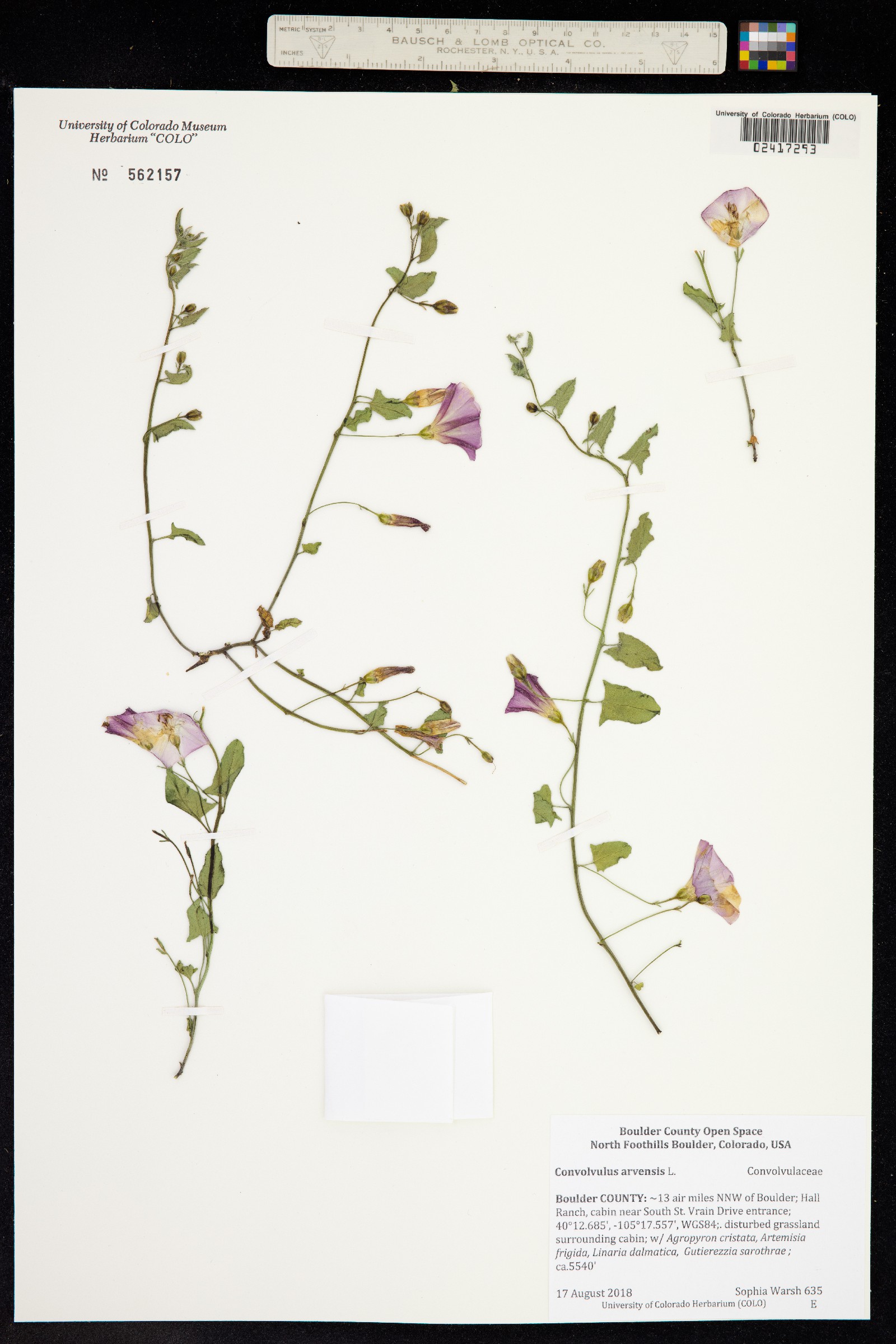 Convolvulus arvensis image