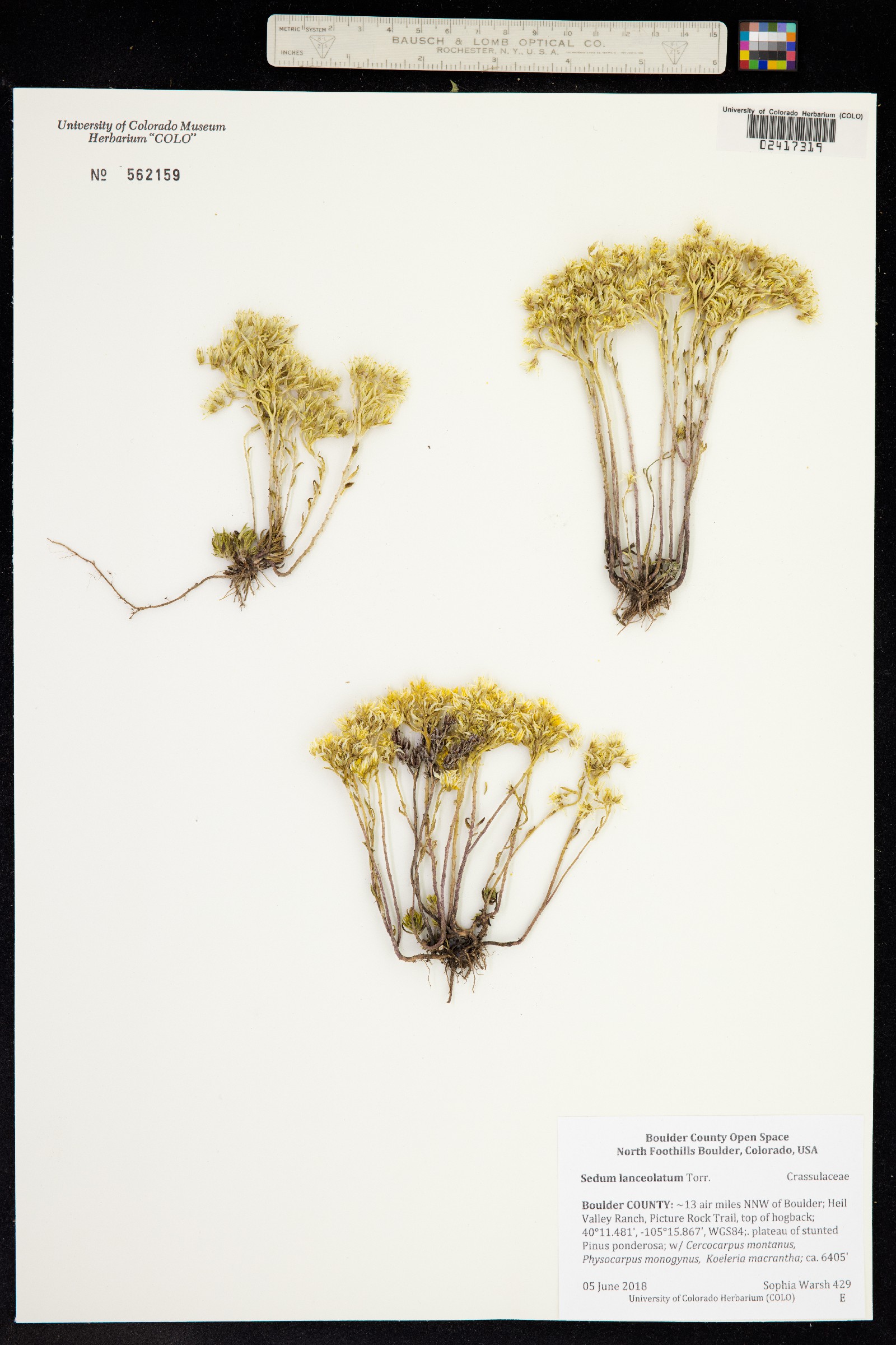 Sedum lanceolatum var. lanceolatum image