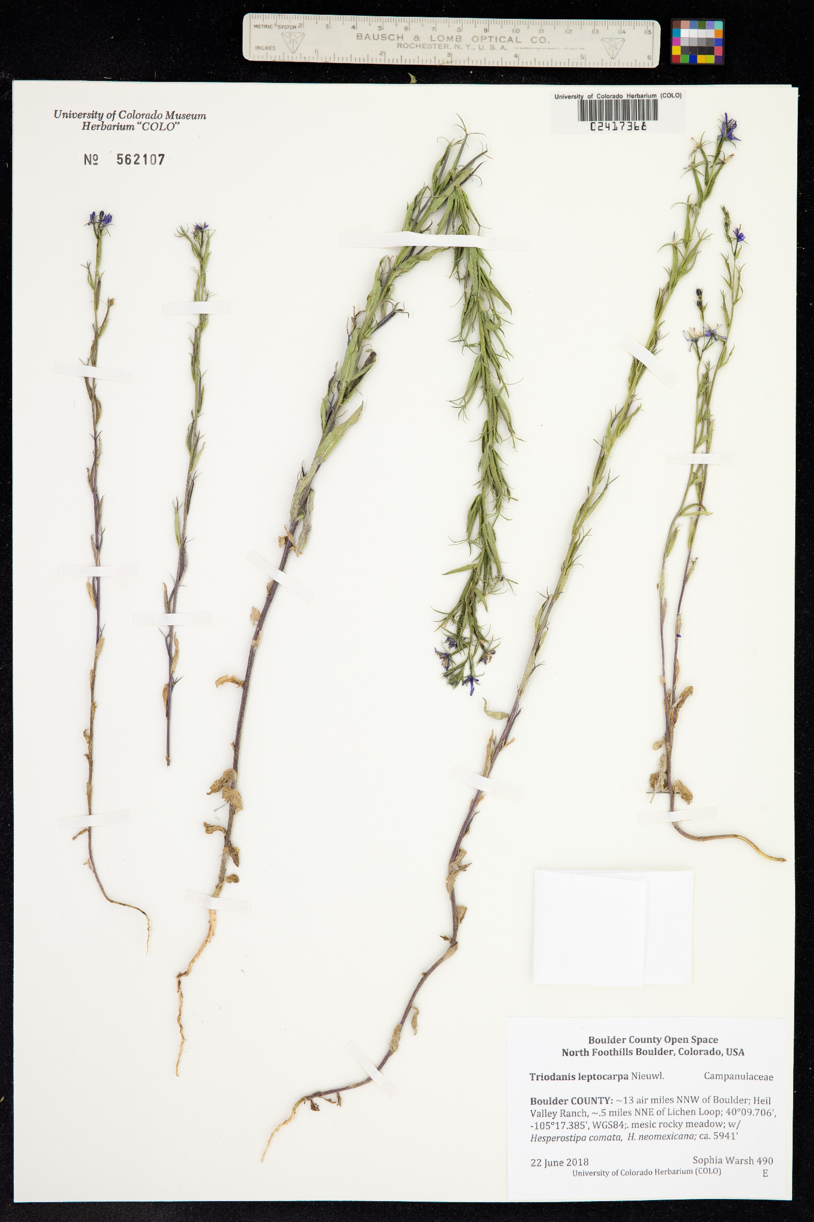 Triodanis leptocarpa image