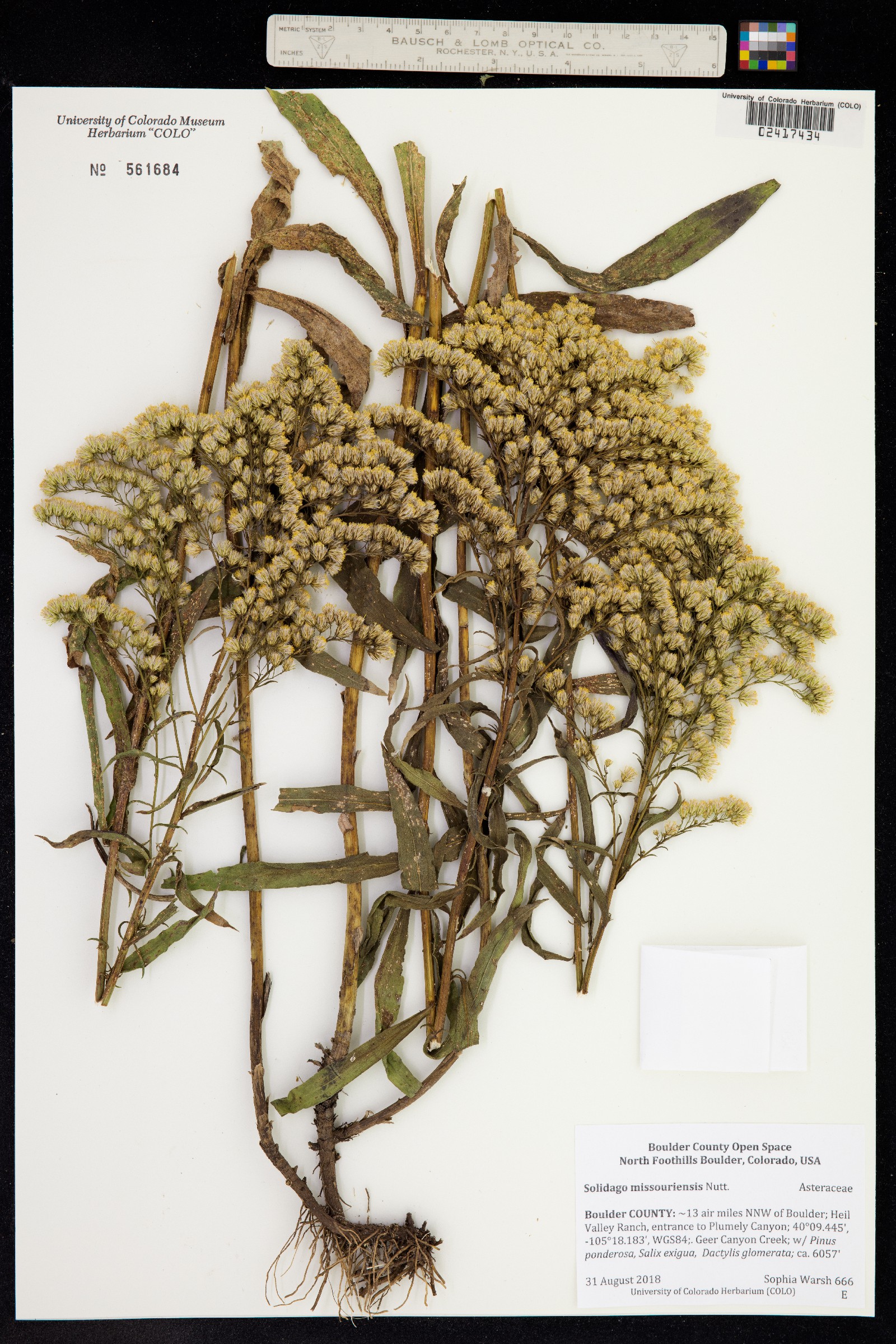 Solidago missouriensis image