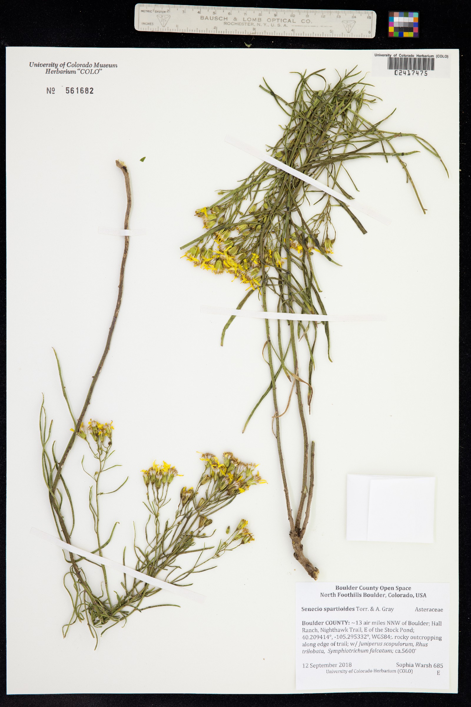 Senecio spartioides image