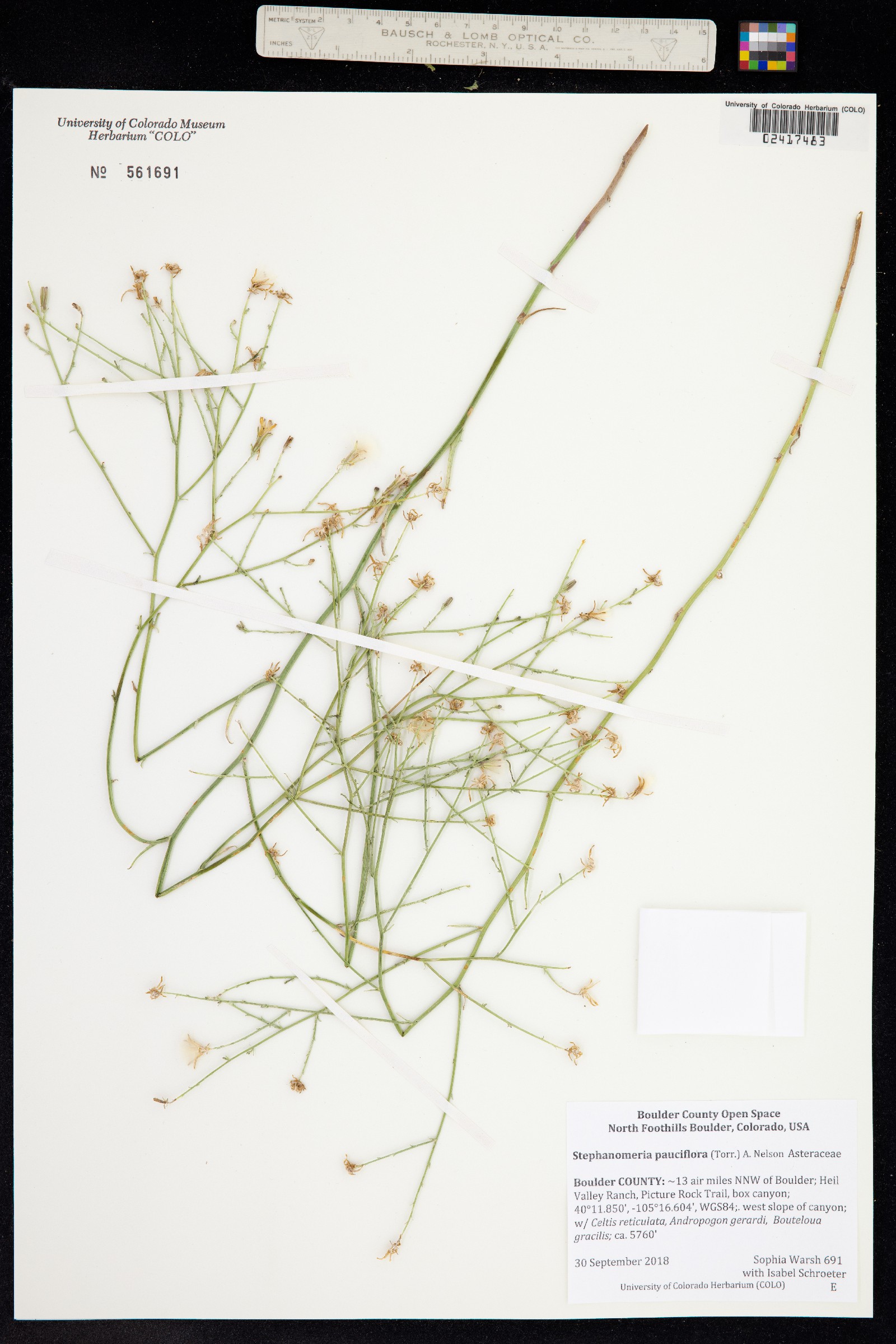 Stephanomeria pauciflora image