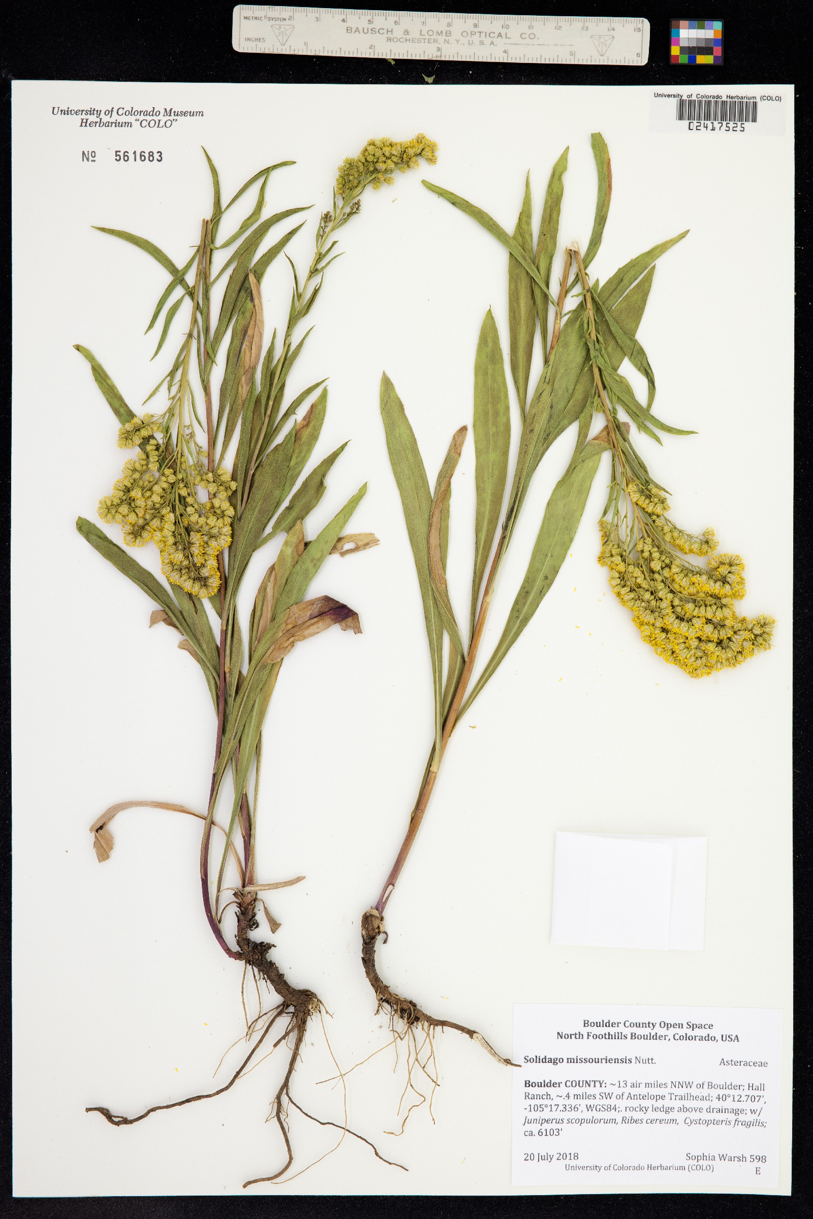 Solidago missouriensis image