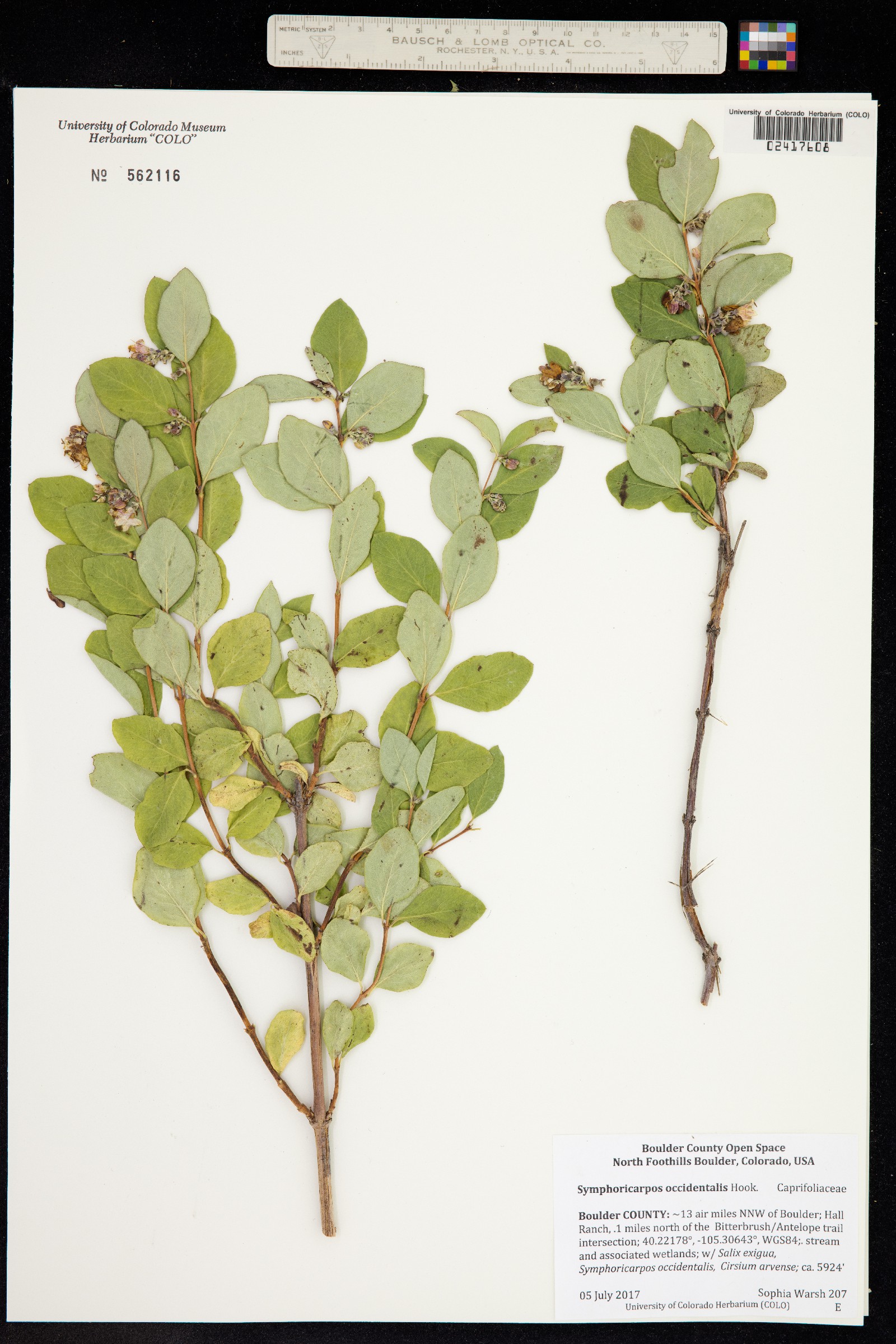 Symphoricarpos occidentalis image