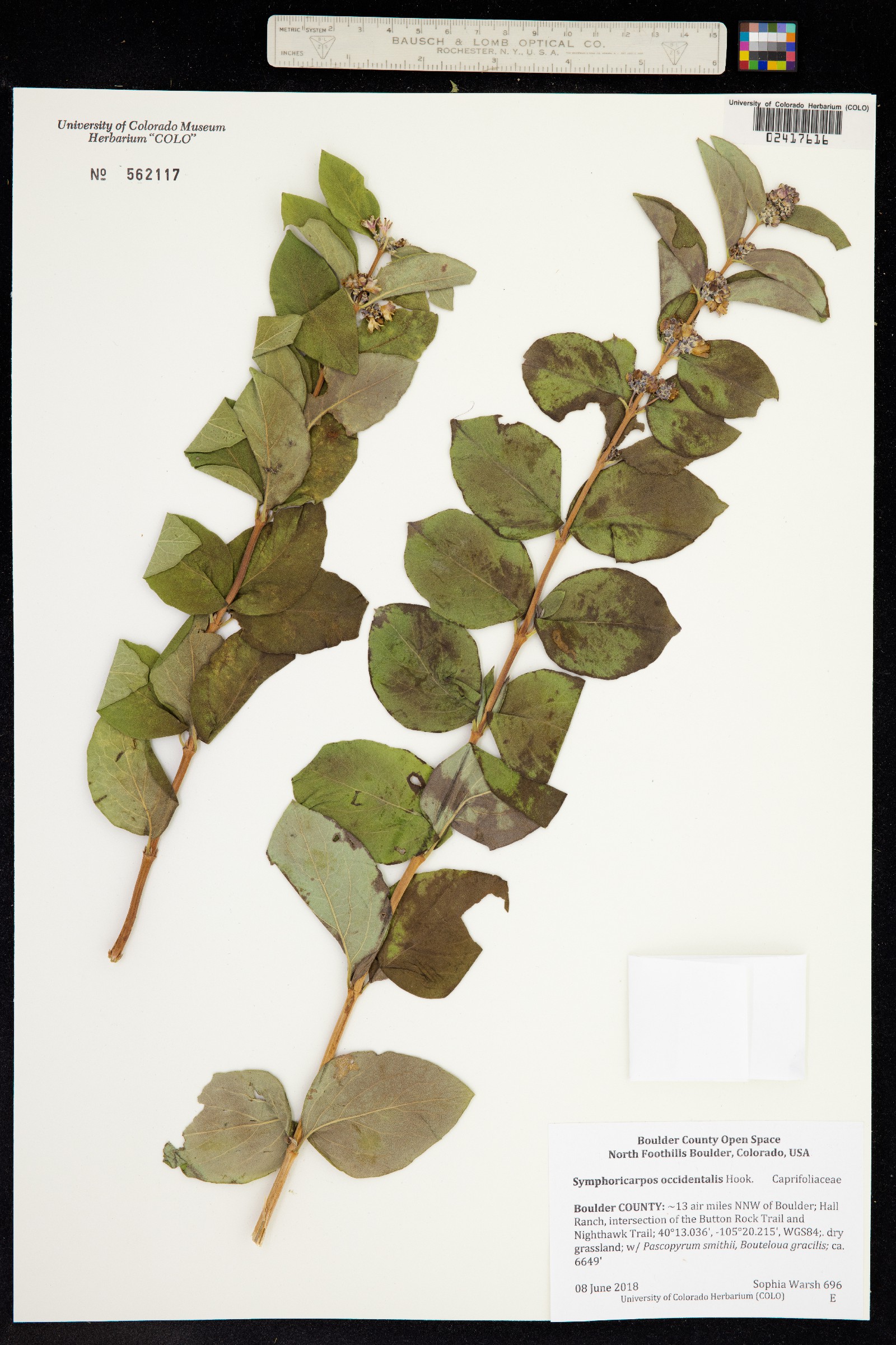 Symphoricarpos occidentalis image