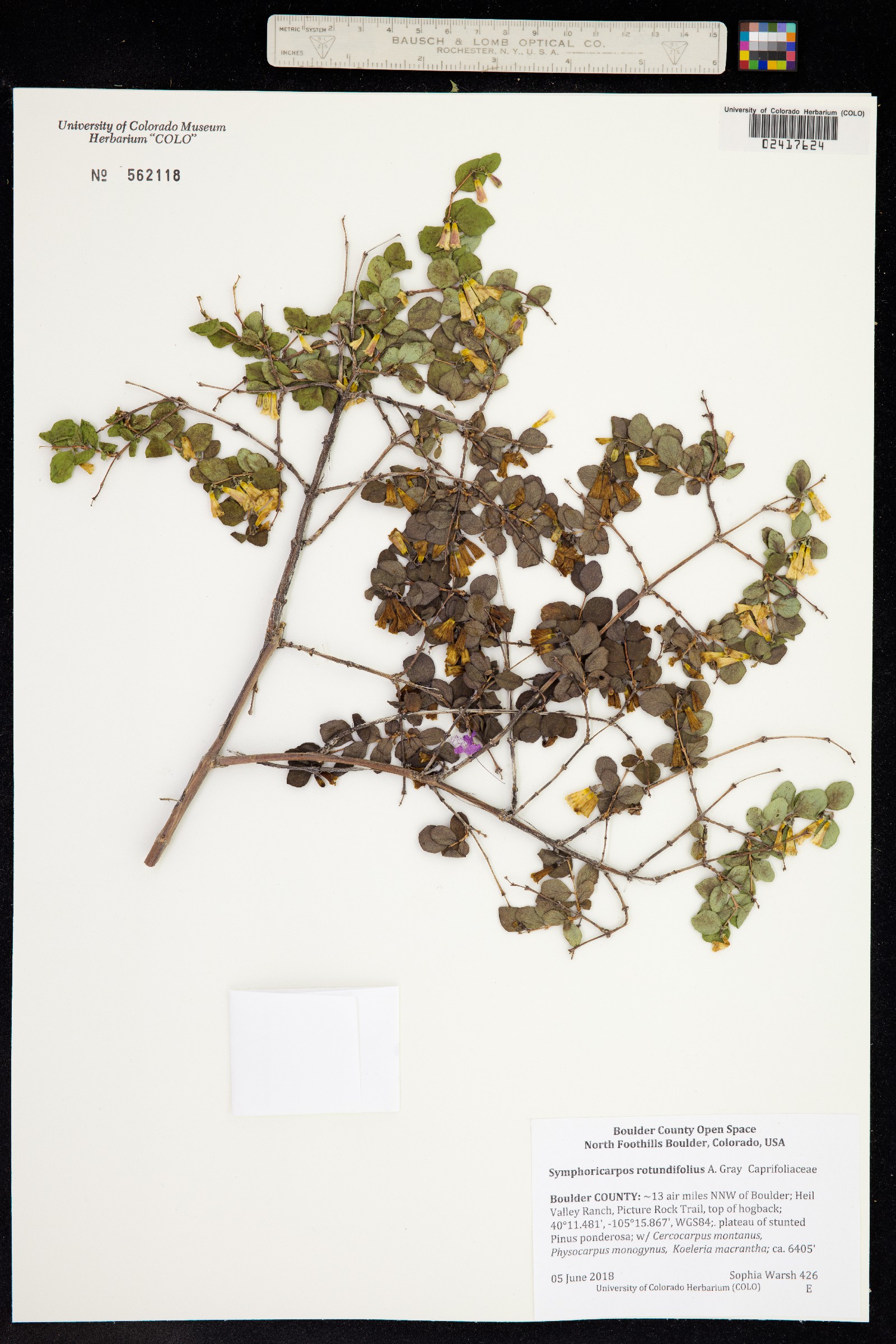 Symphoricarpos rotundifolius image