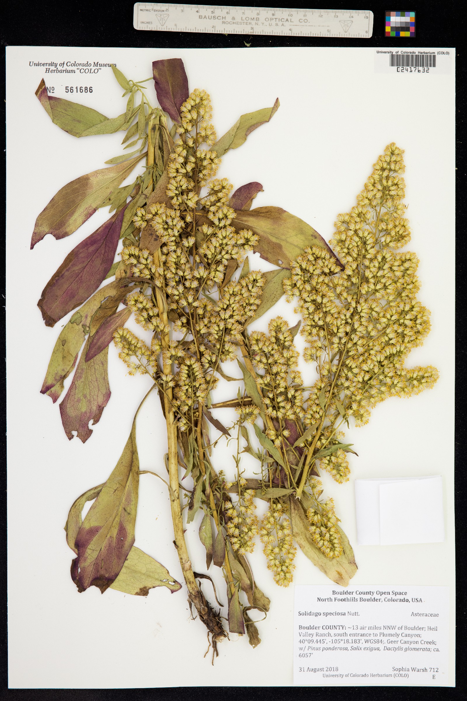 Solidago speciosa var. pallida image
