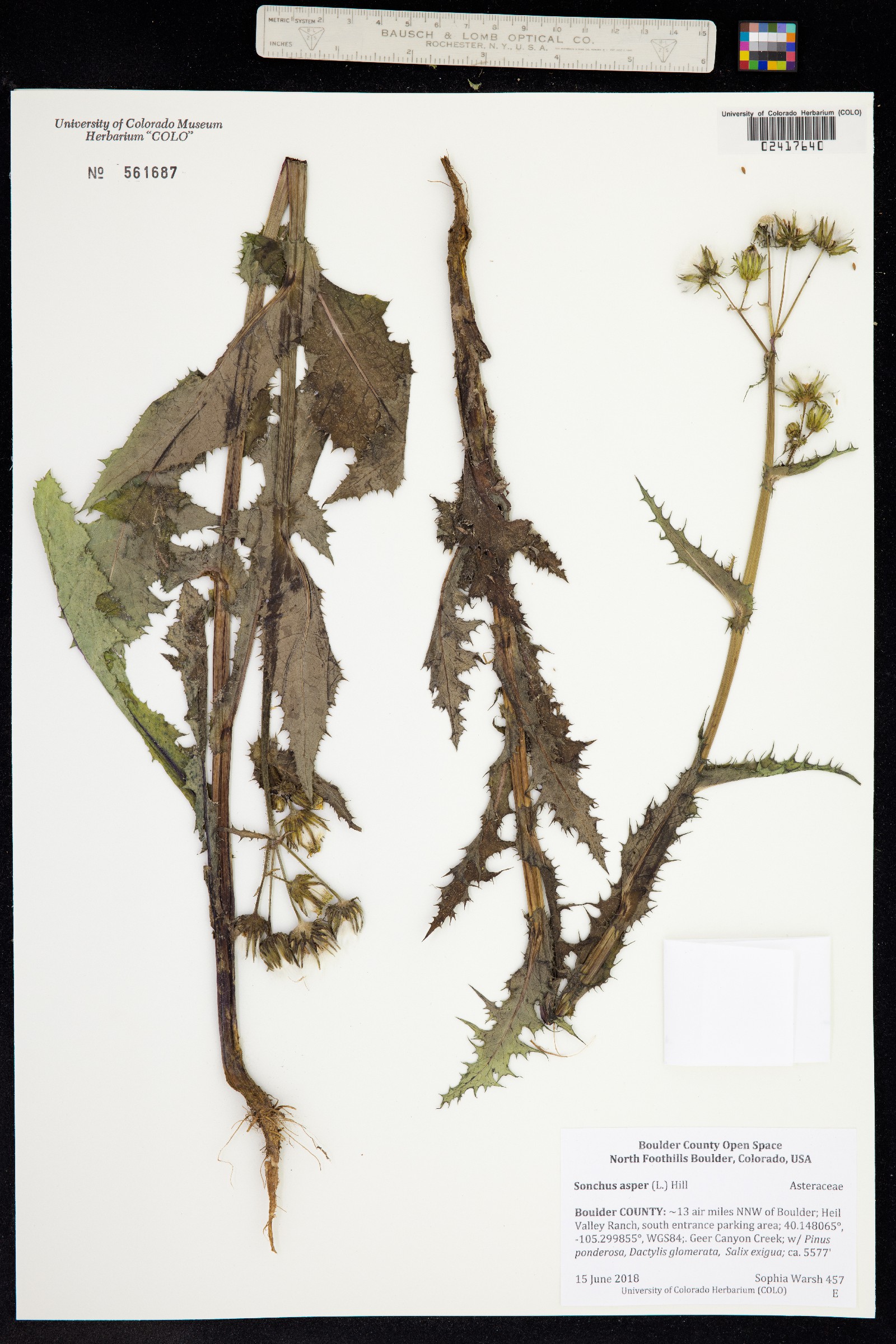 Sonchus asper image