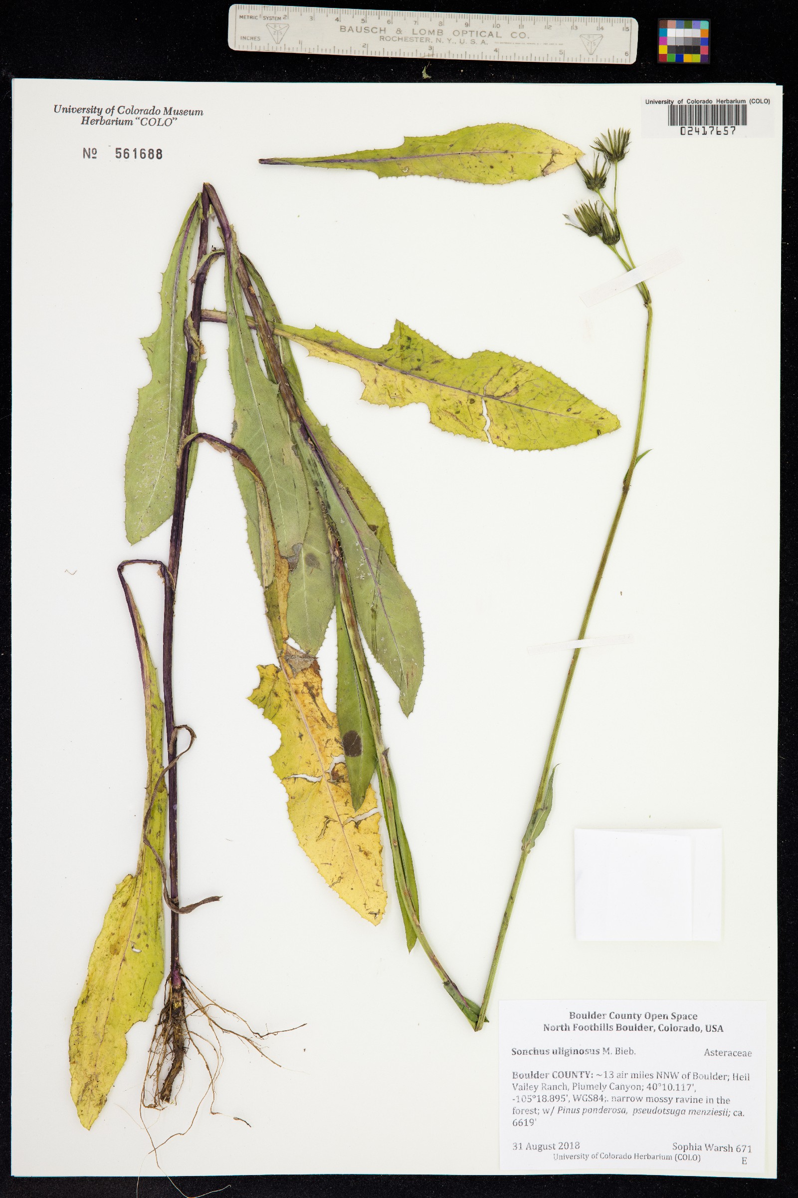 Sonchus arvensis image