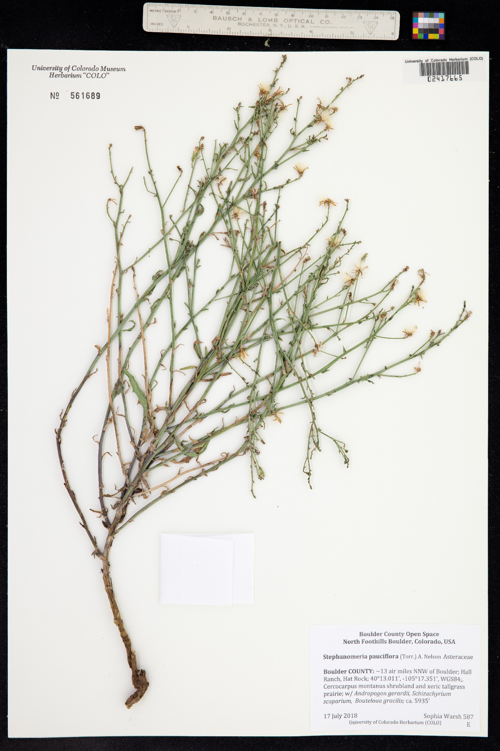Stephanomeria pauciflora image