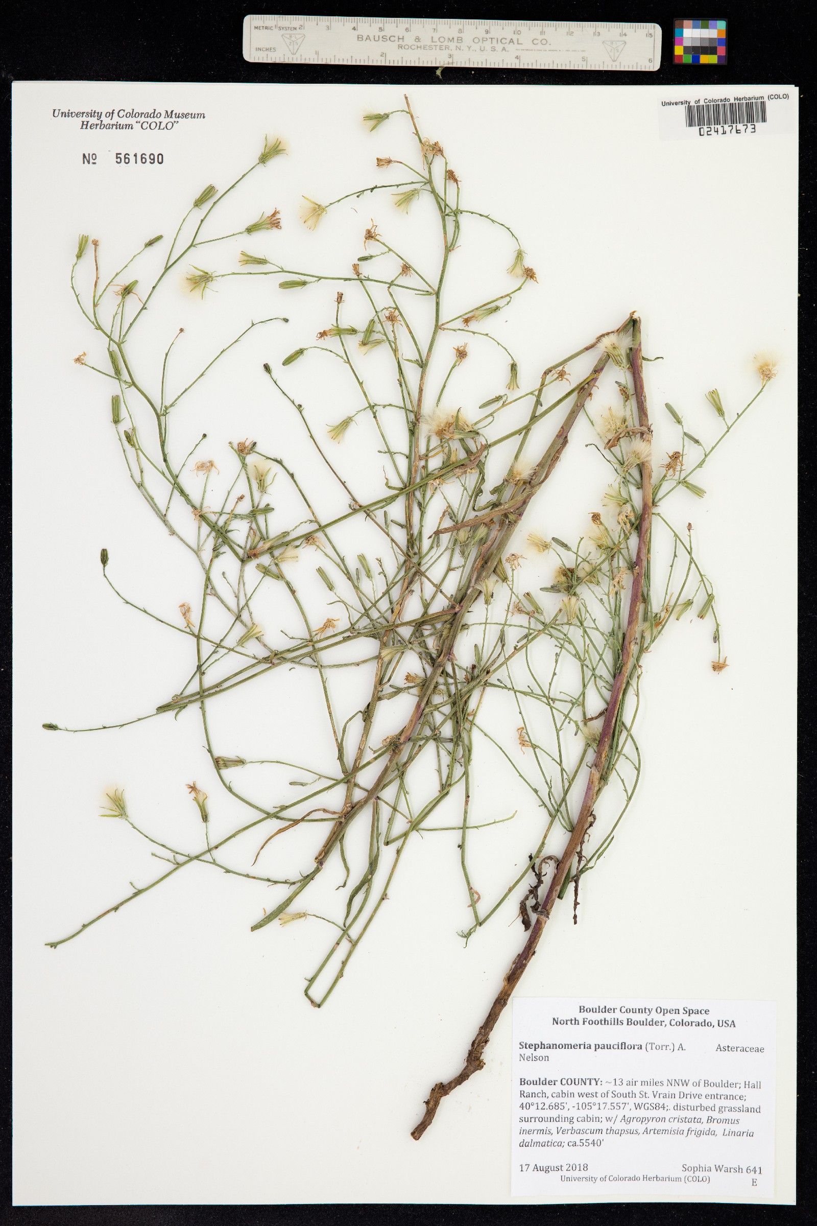 Stephanomeria pauciflora image