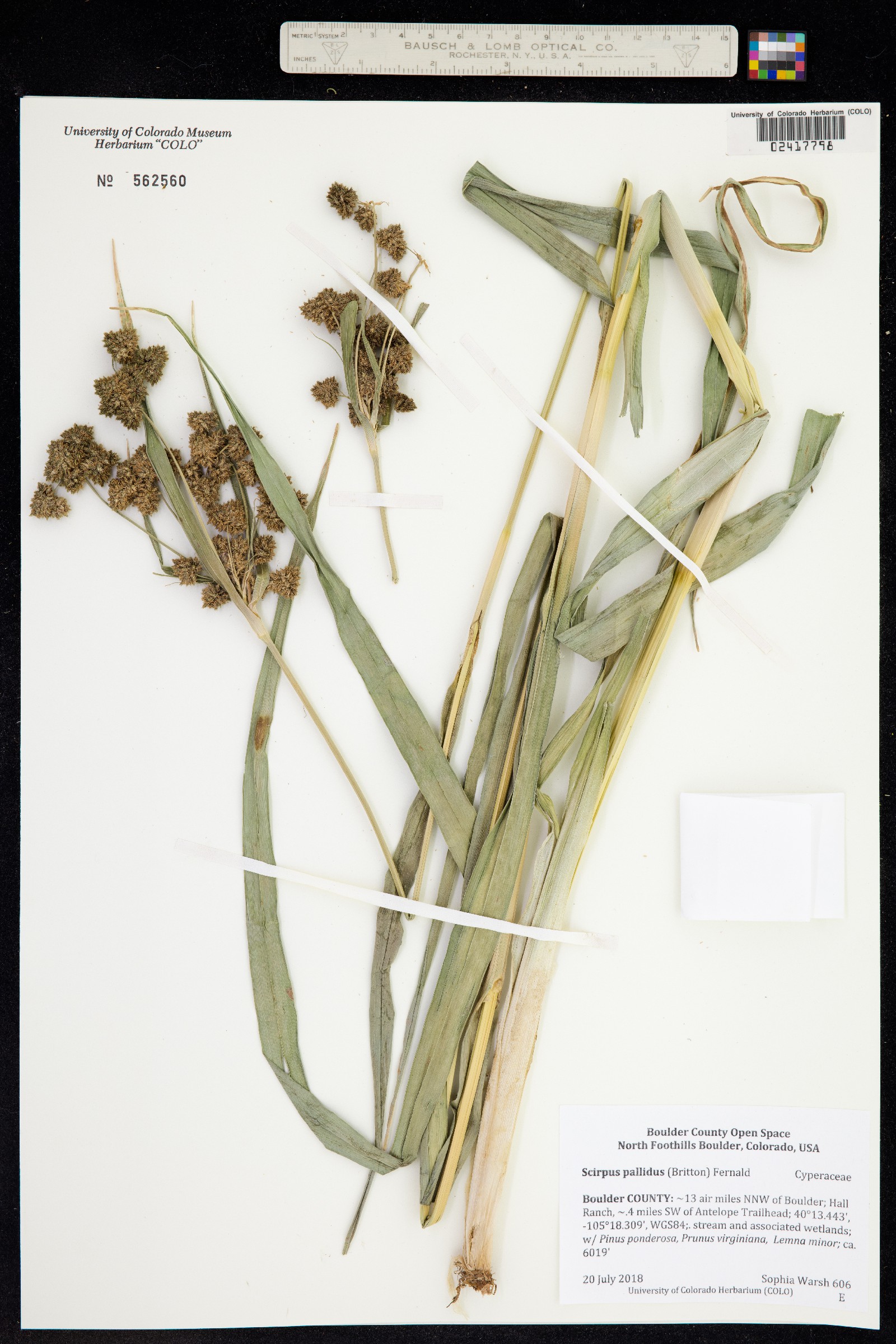 Scirpus pallidus image