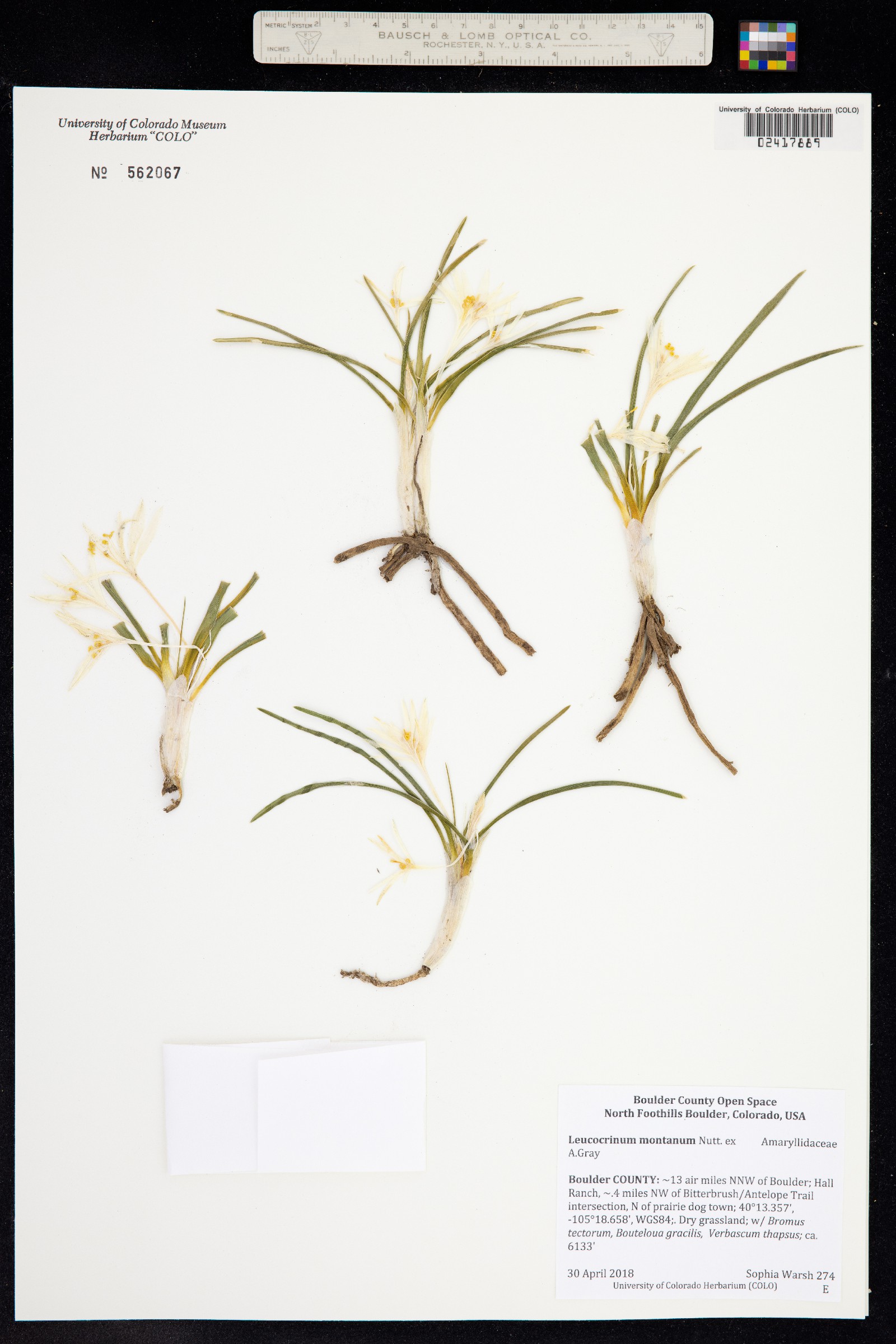 Leucocrinum image