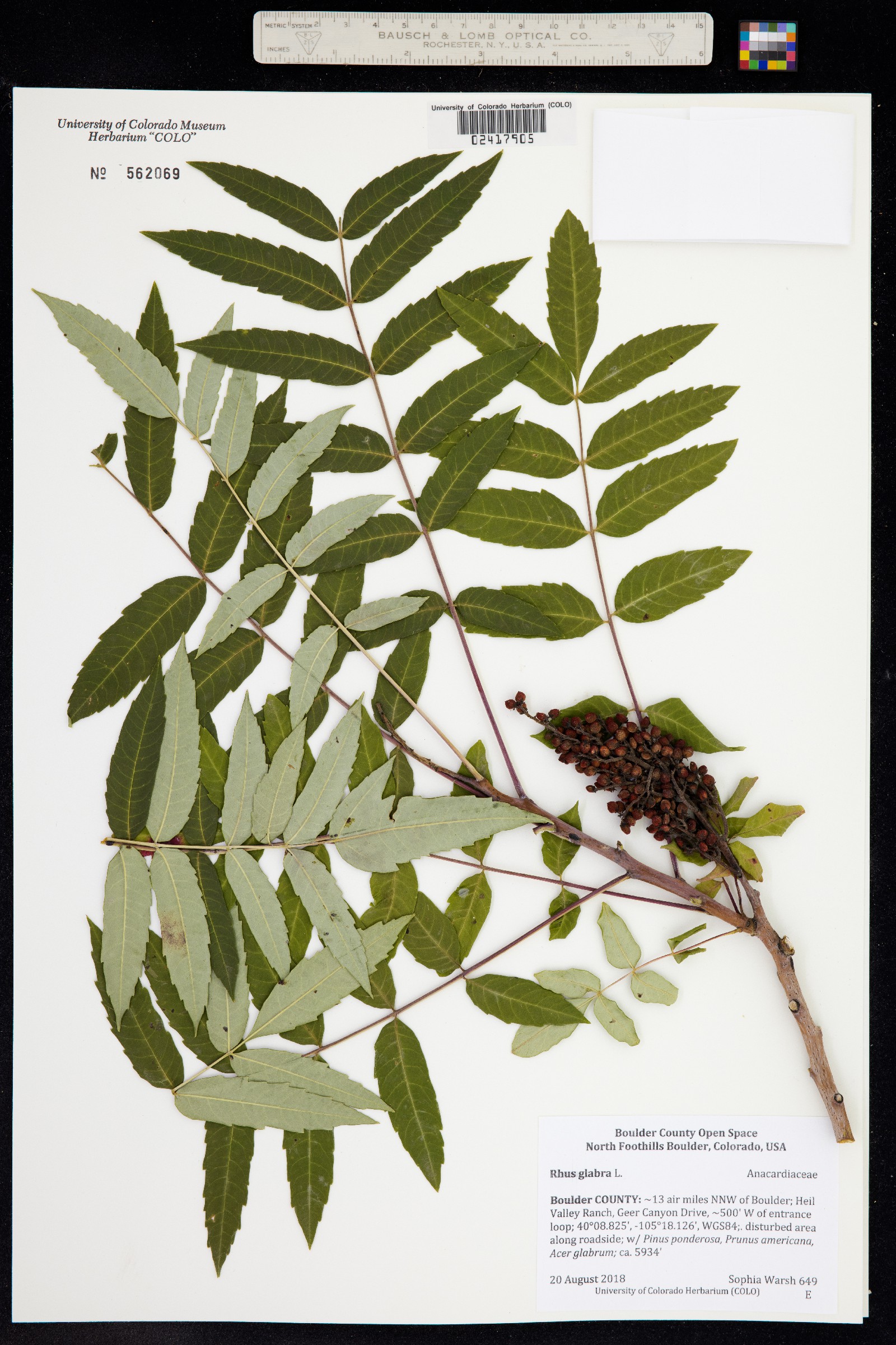 Rhus glabra image