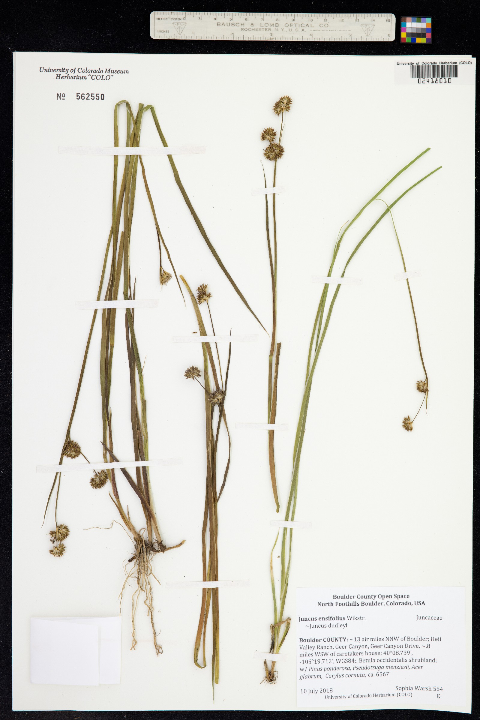 Juncus ensifolius image