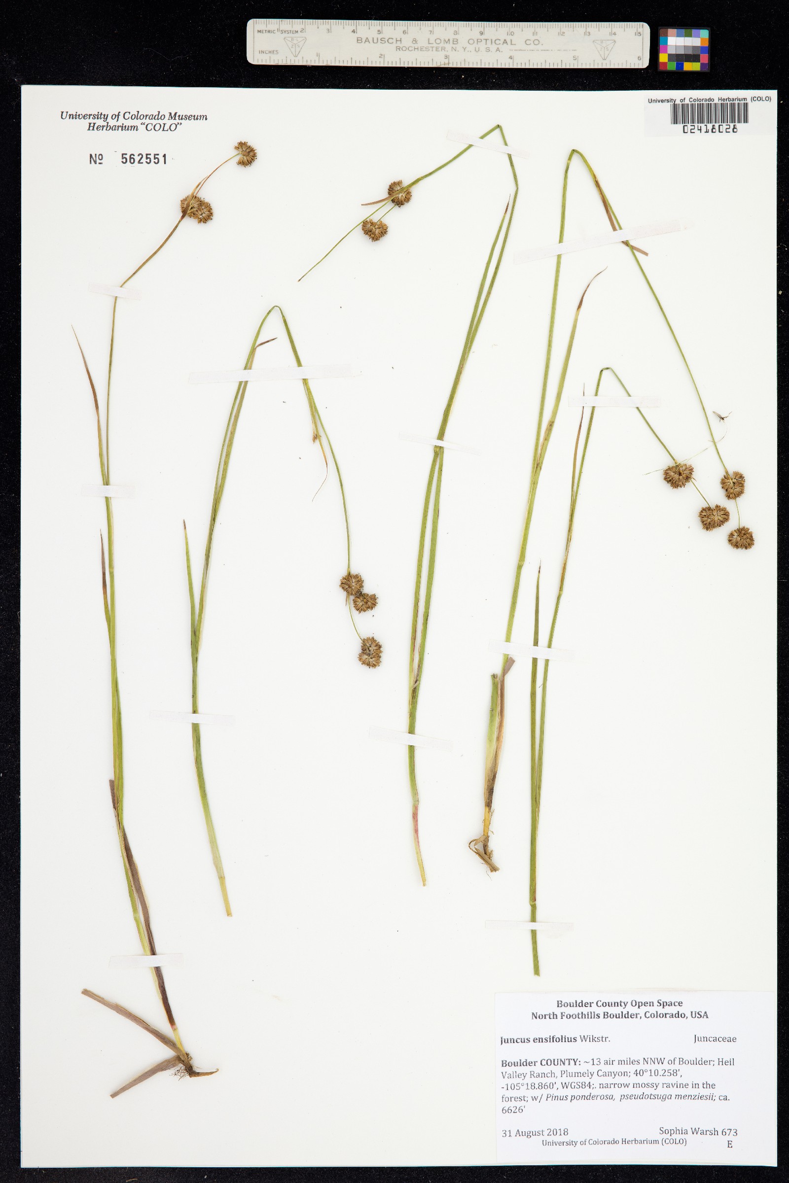 Juncus ensifolius image