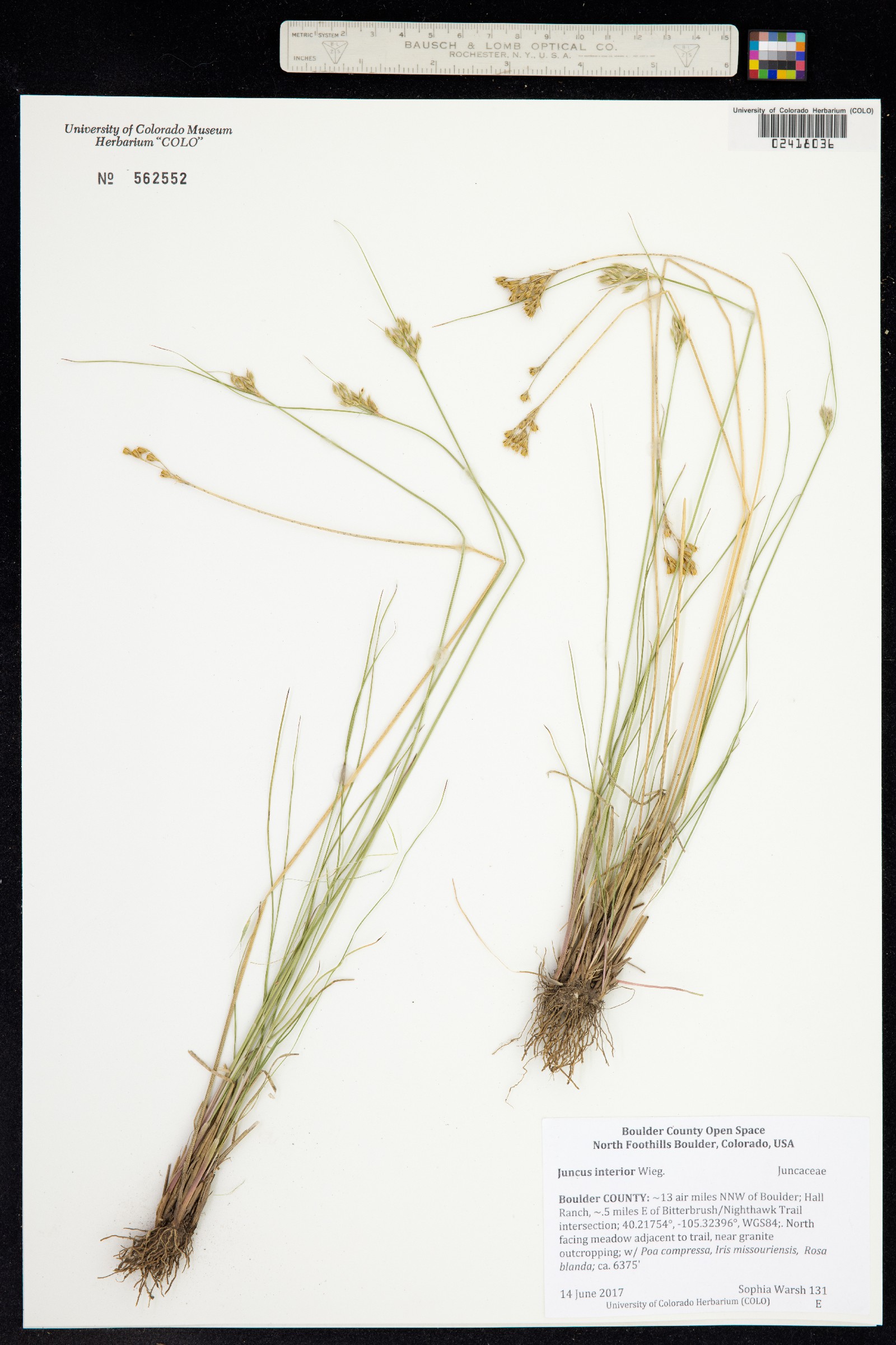 Juncus interior image