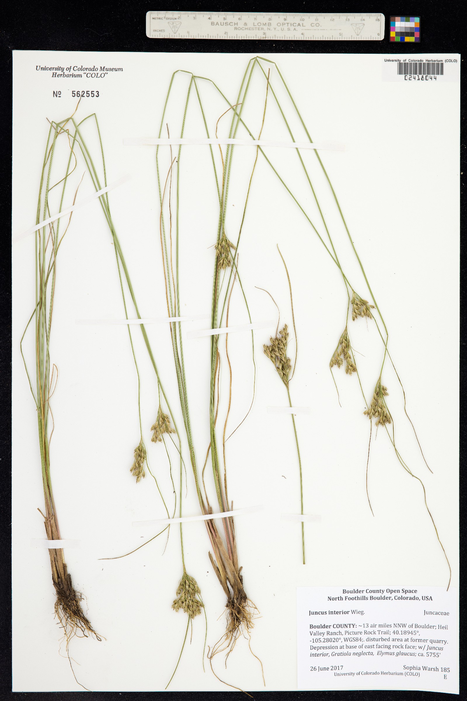Juncus interior image