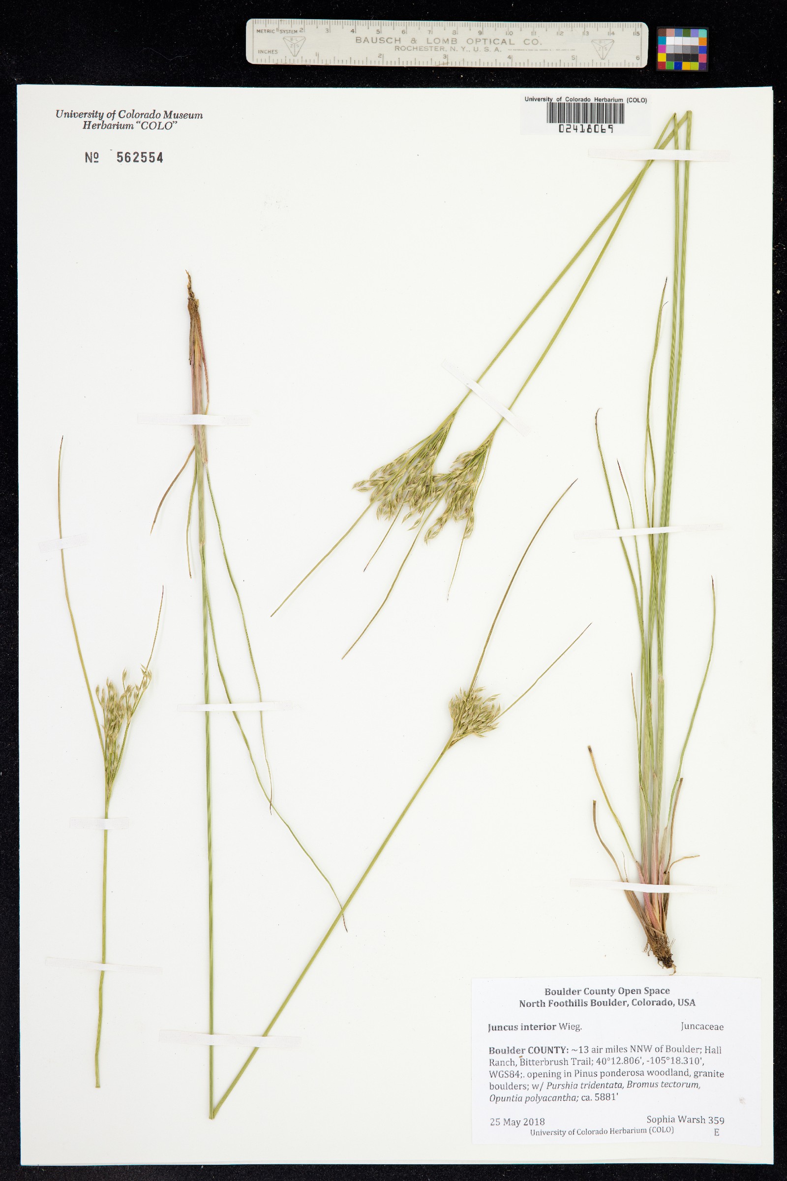 Juncus interior image