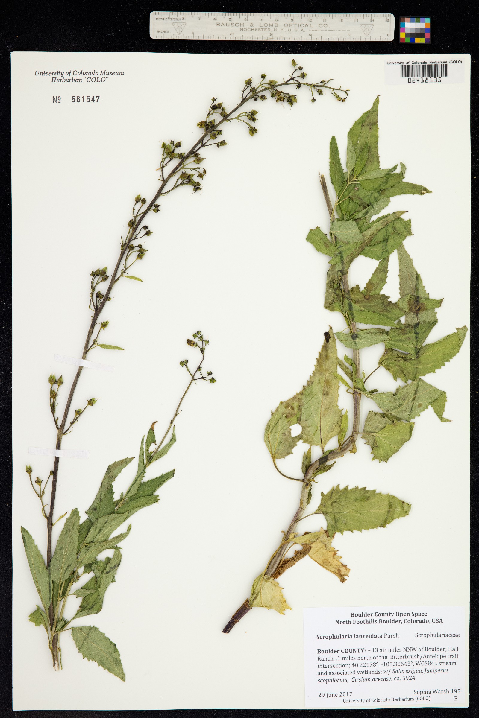 Scrophularia lanceolata image