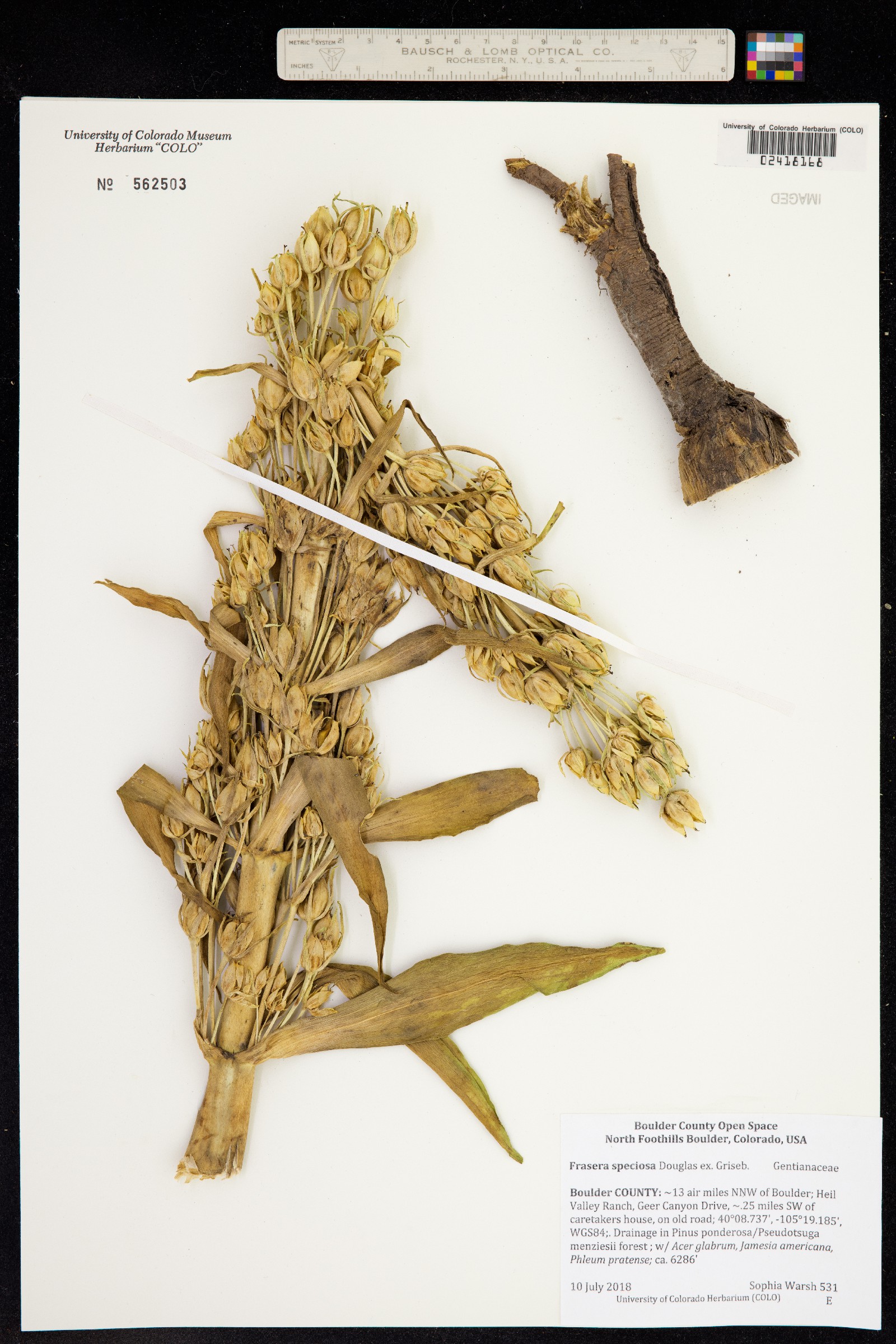 Frasera speciosa image