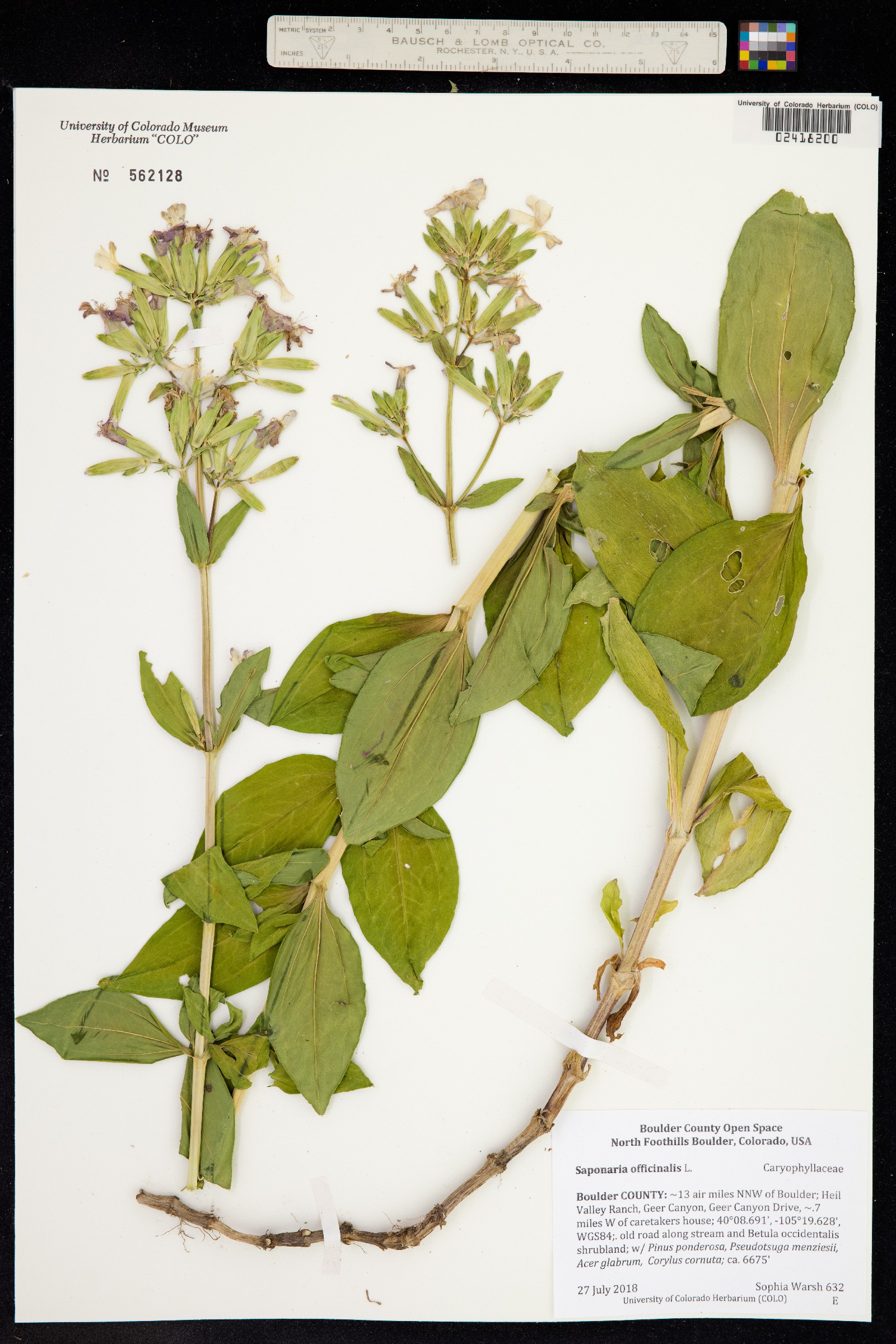 Saponaria officinalis image