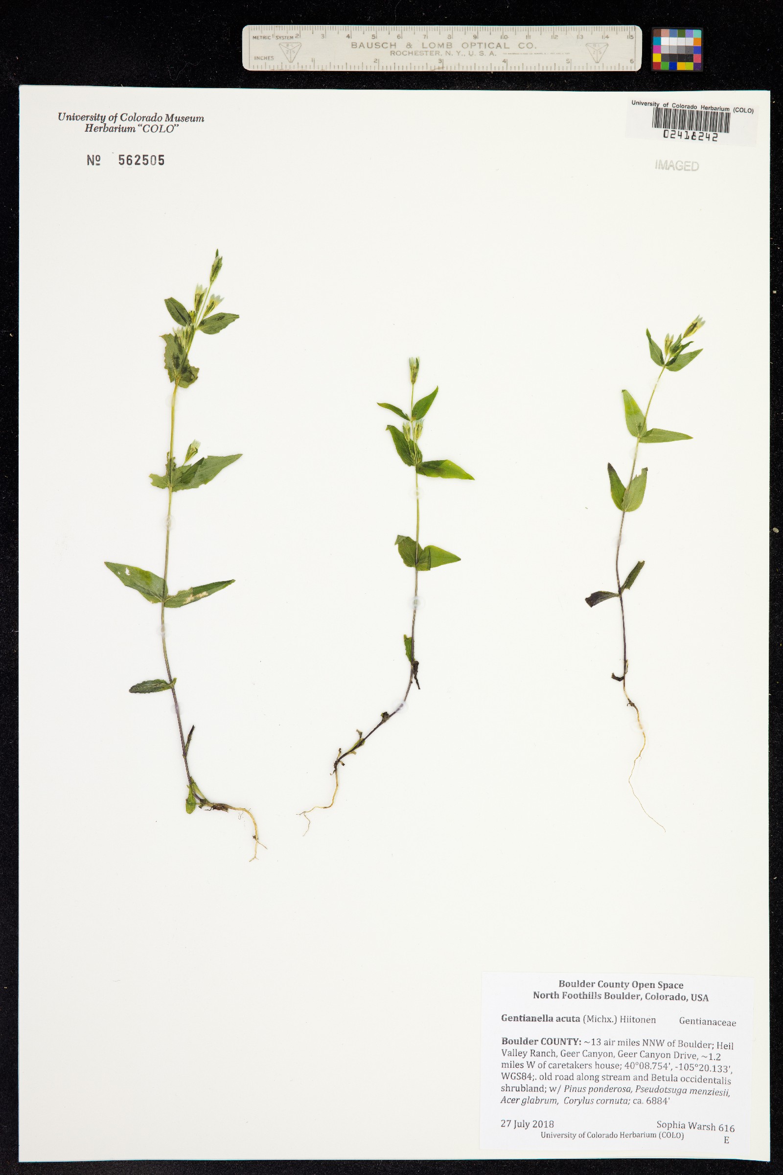 Gentianella amarella ssp. acuta image