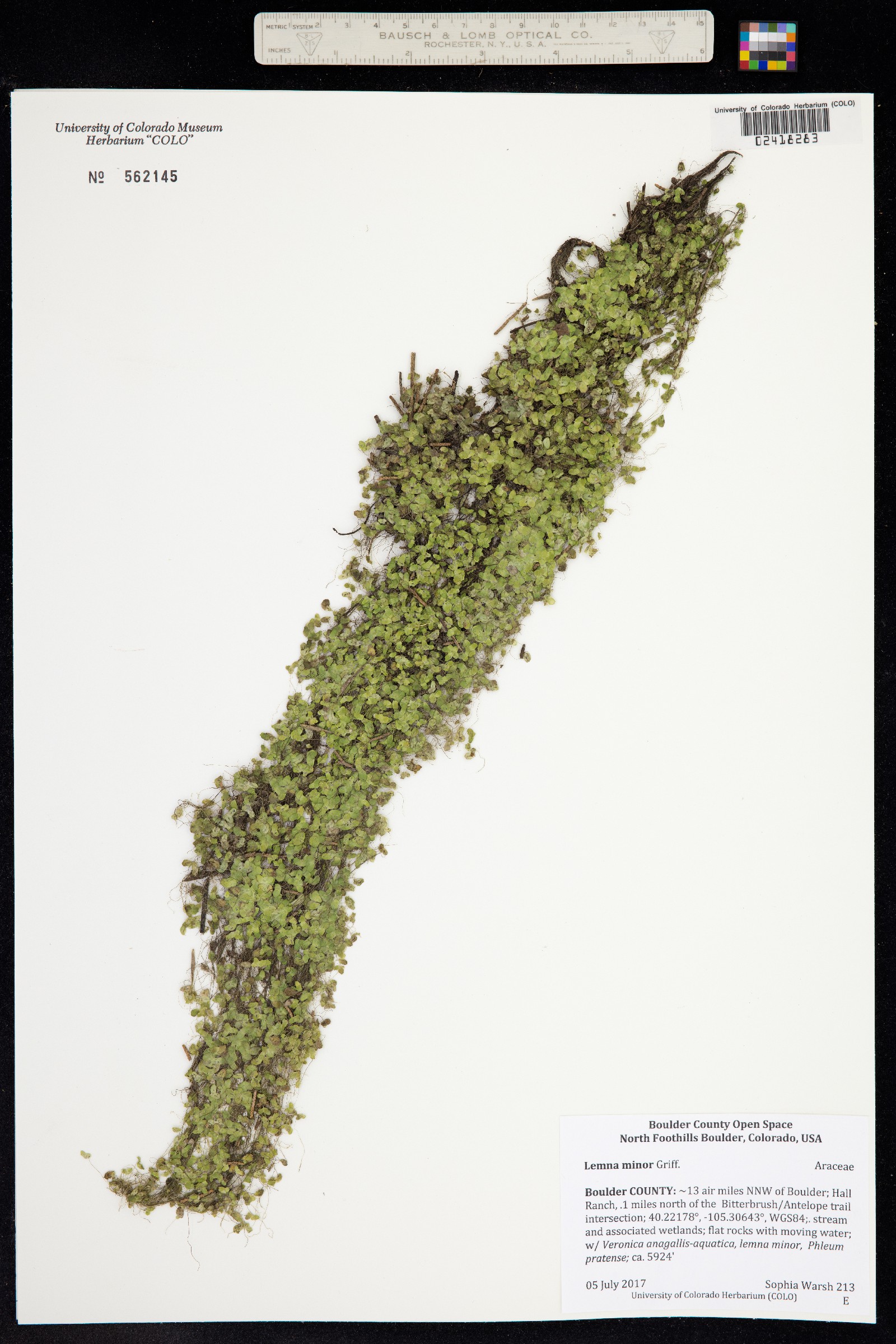 Lemna minor image