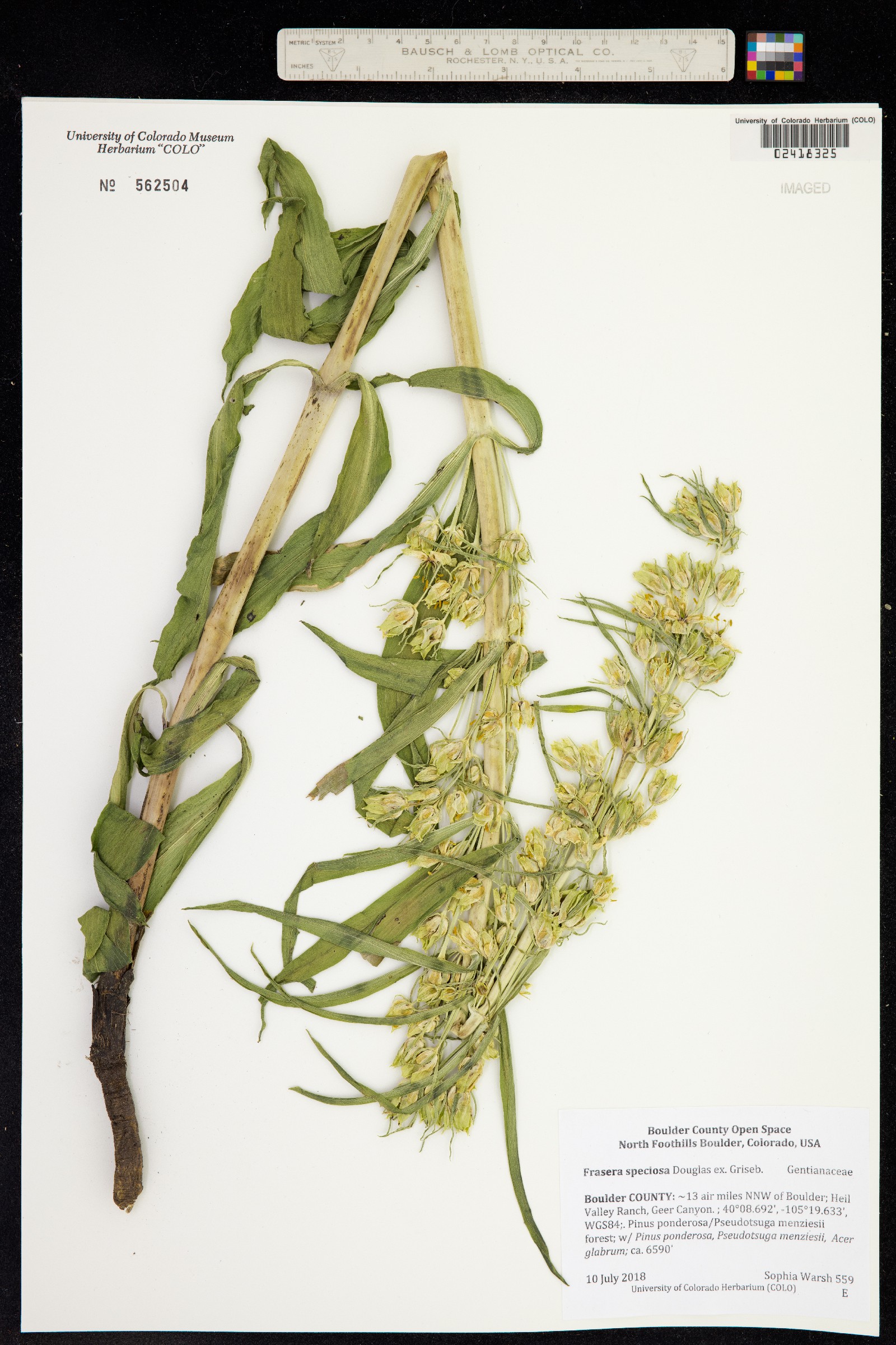 Frasera speciosa image