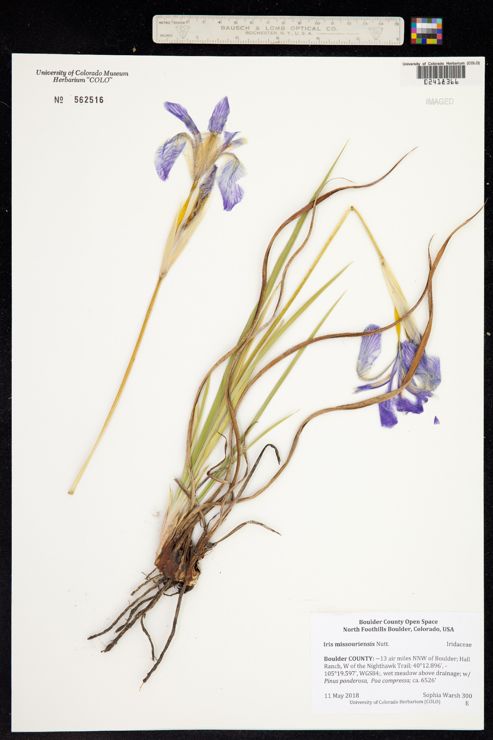 Iris missouriensis image