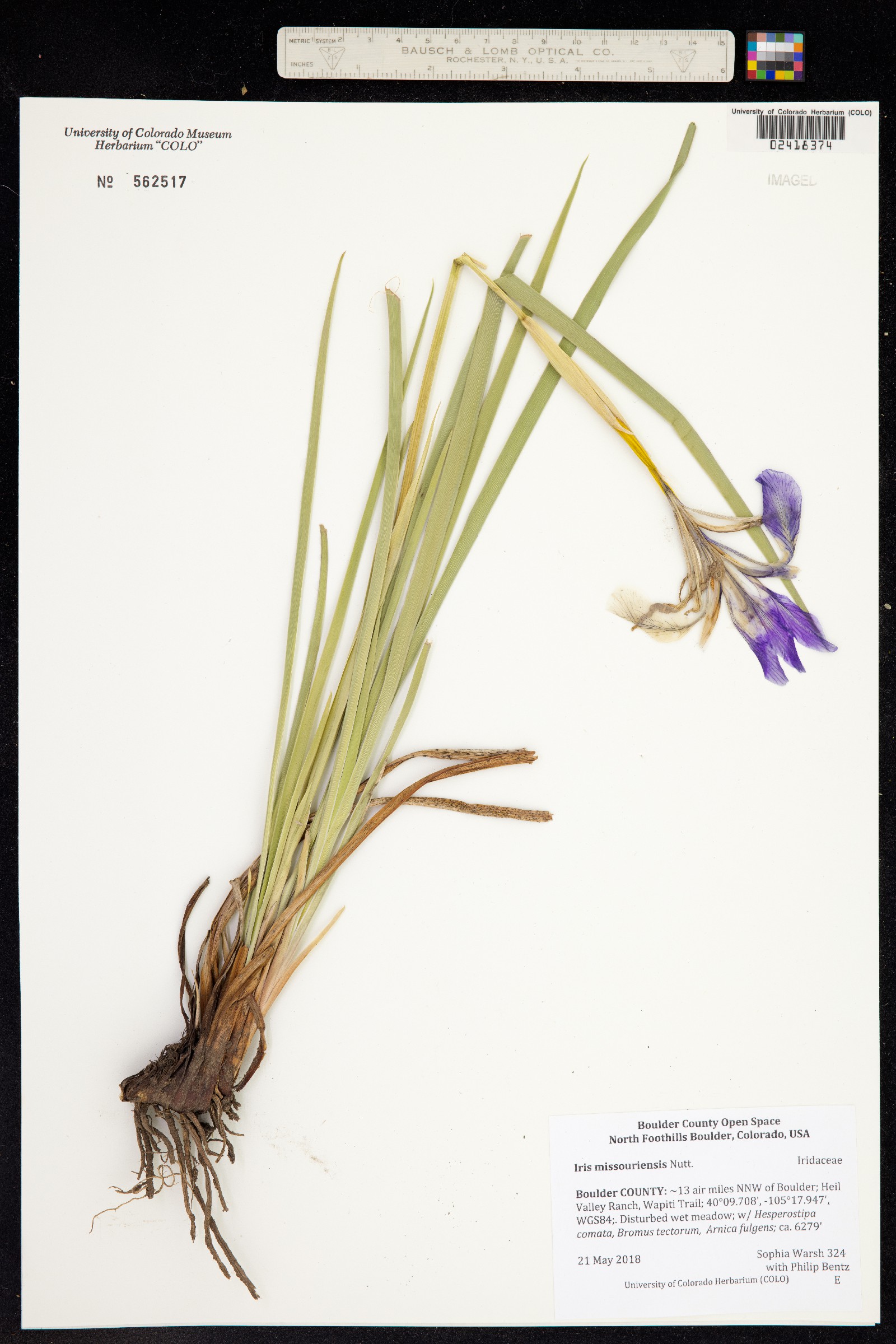 Iris missouriensis image