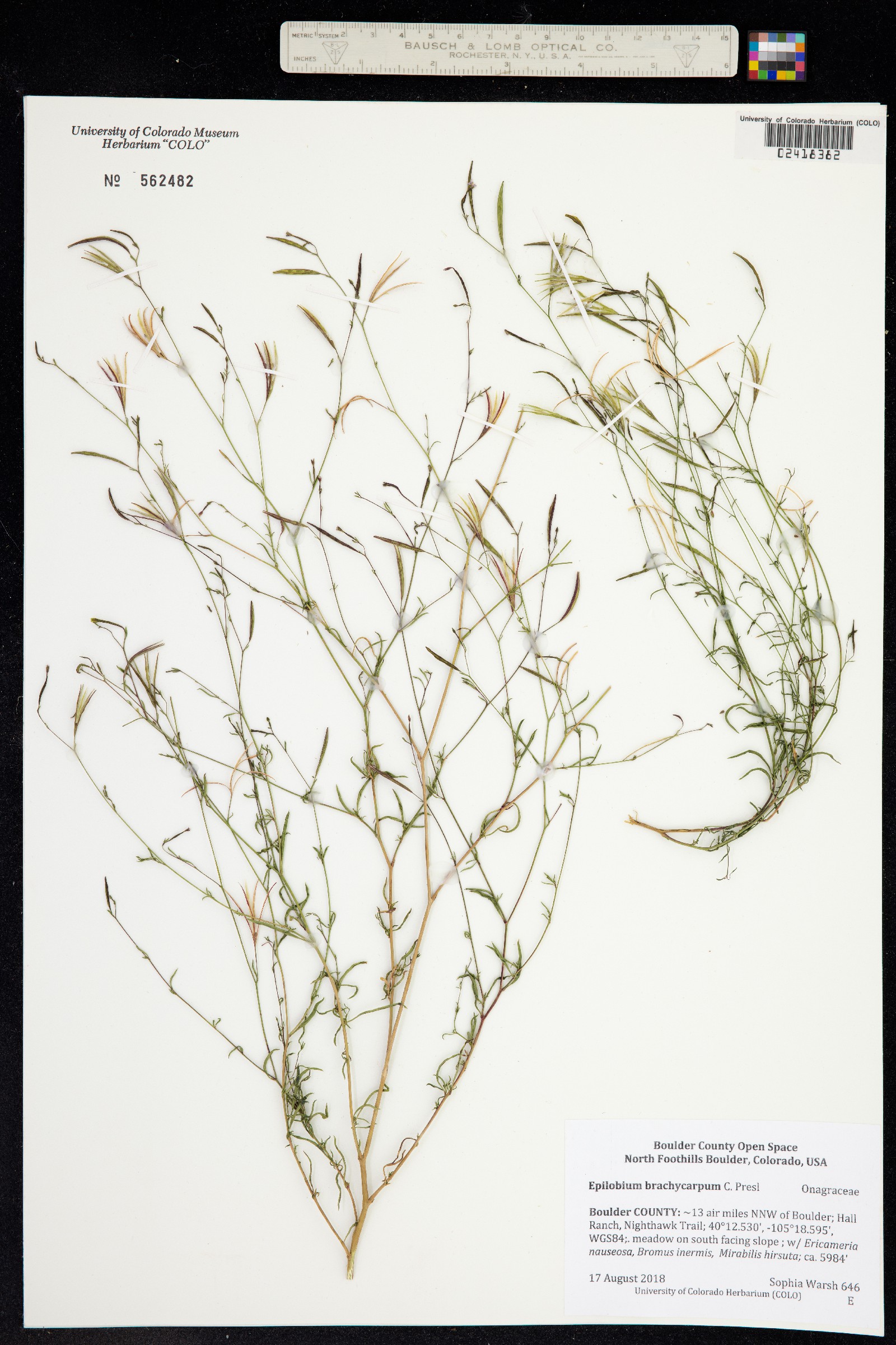 Epilobium brachycarpum image