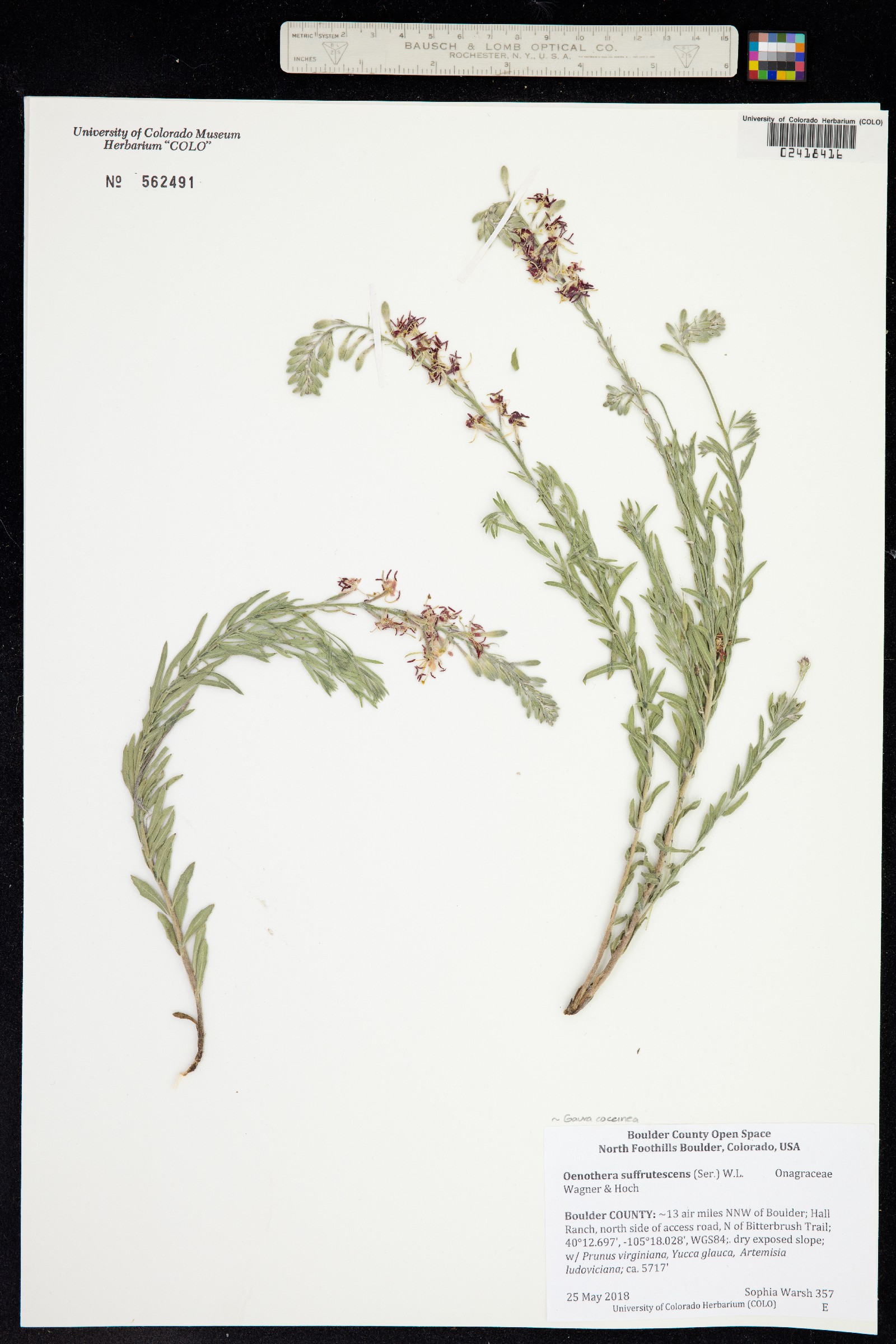 Oenothera suffrutescens image
