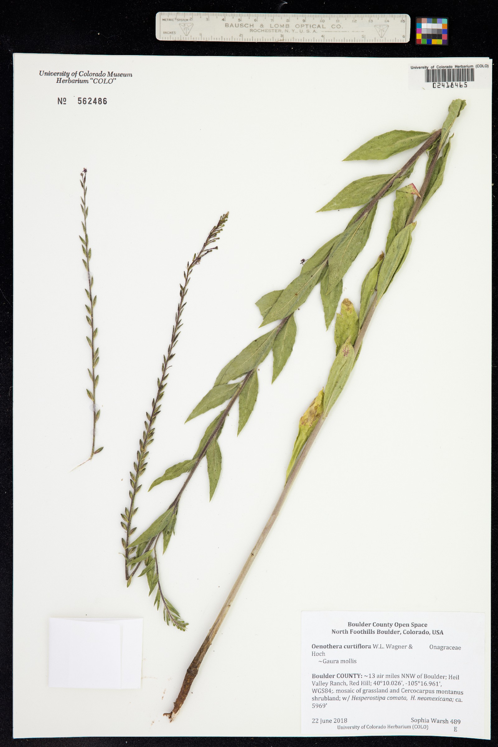 Oenothera curtiflora image
