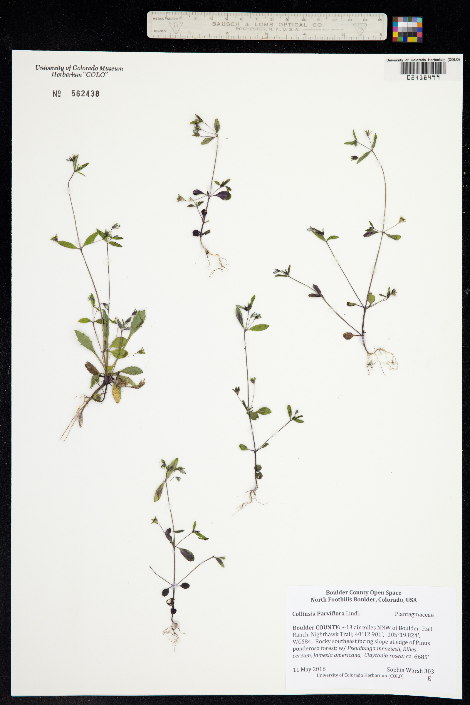 Collinsia parviflora image