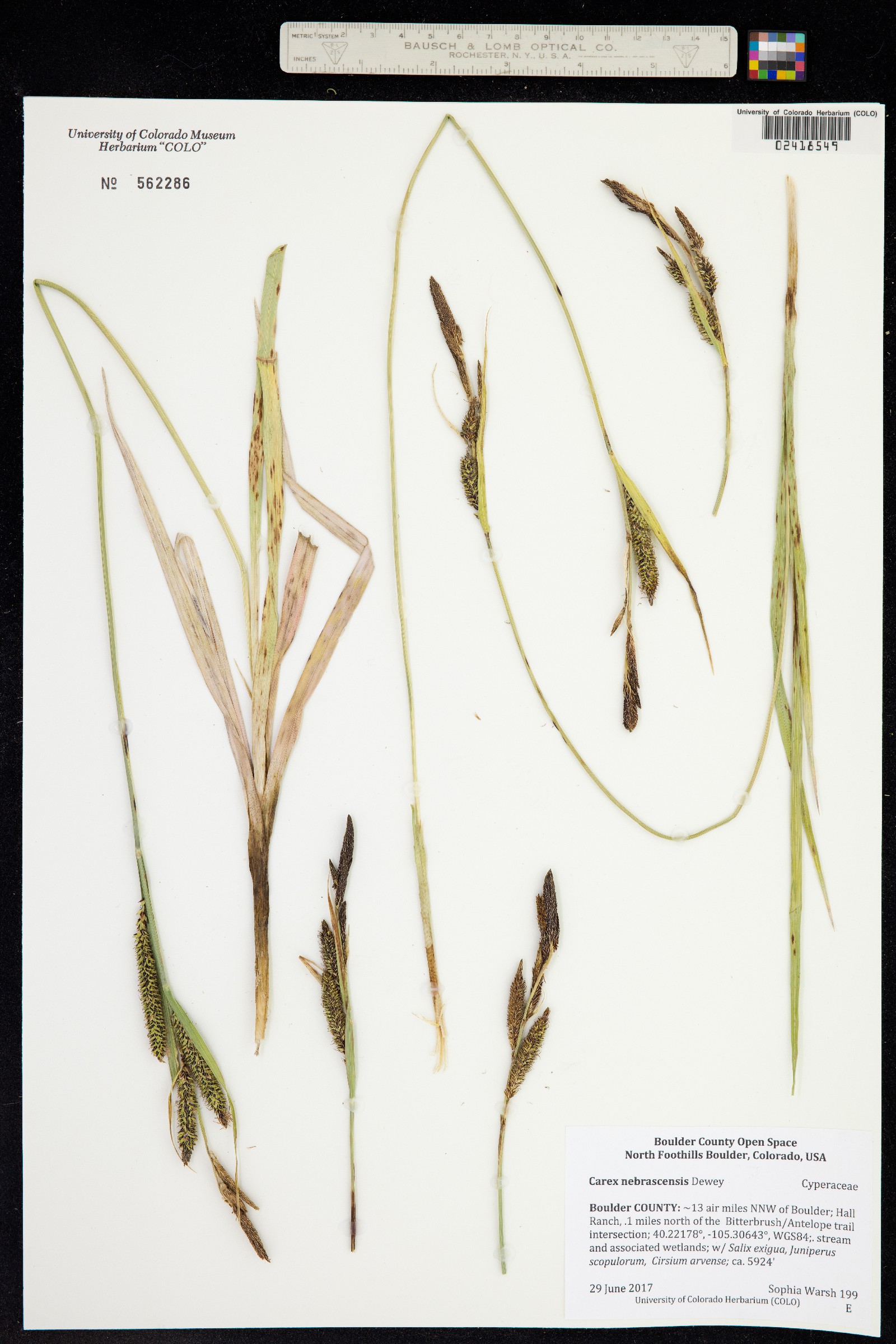 Carex nebrascensis image