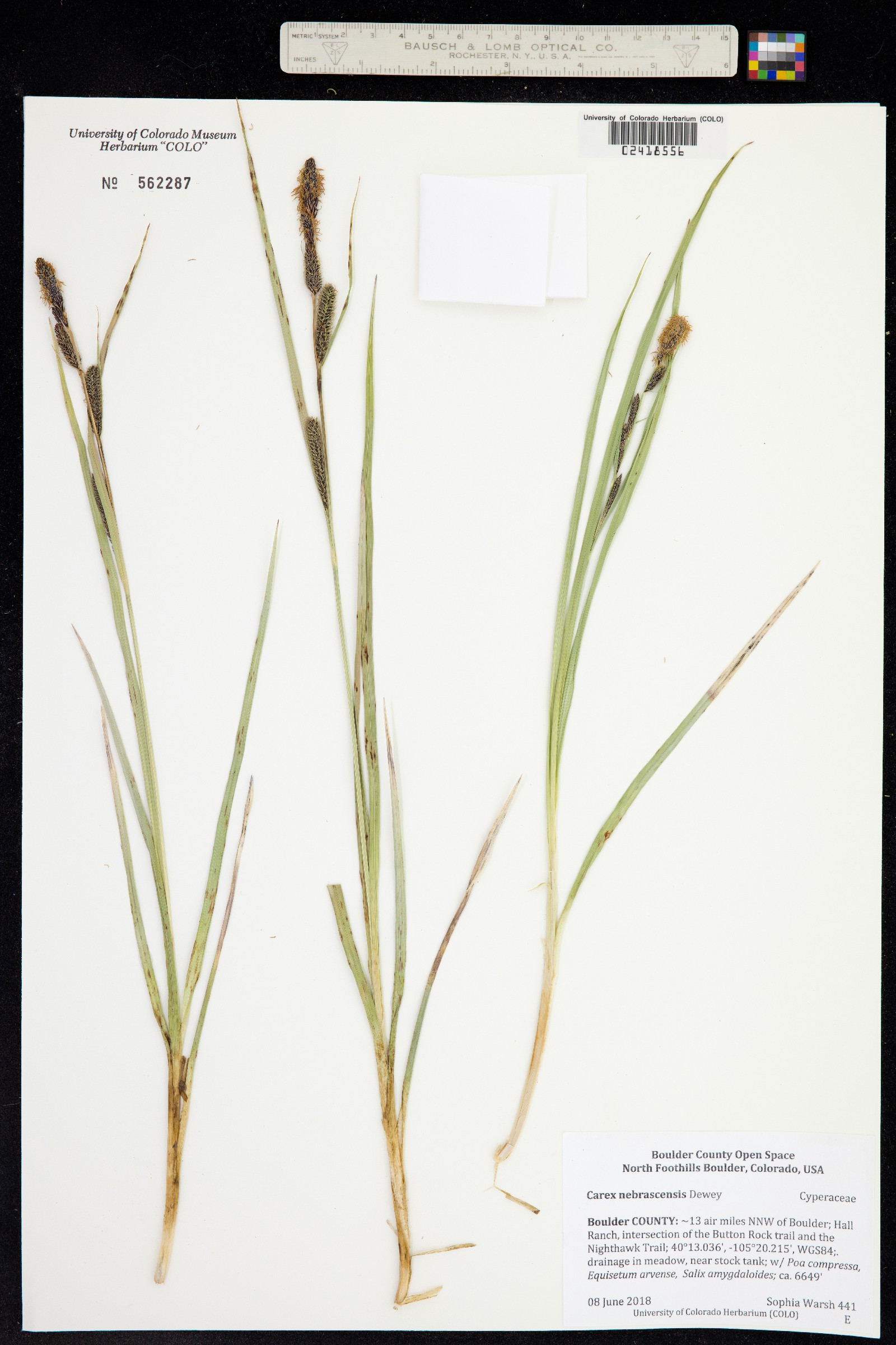 Carex nebrascensis image