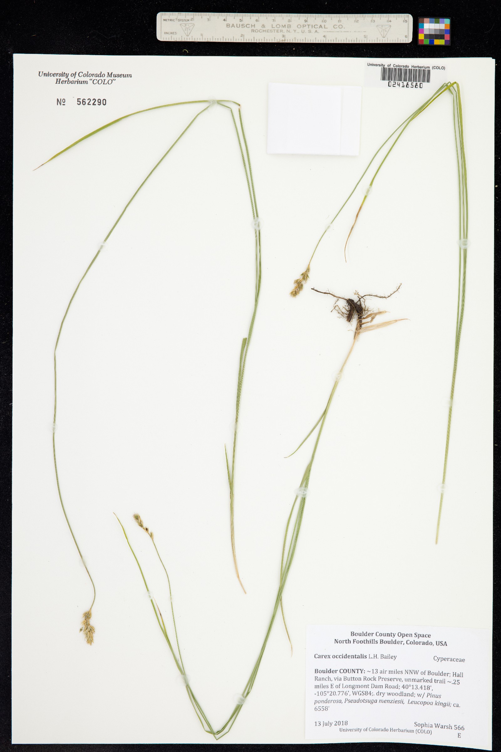 Carex occidentalis image