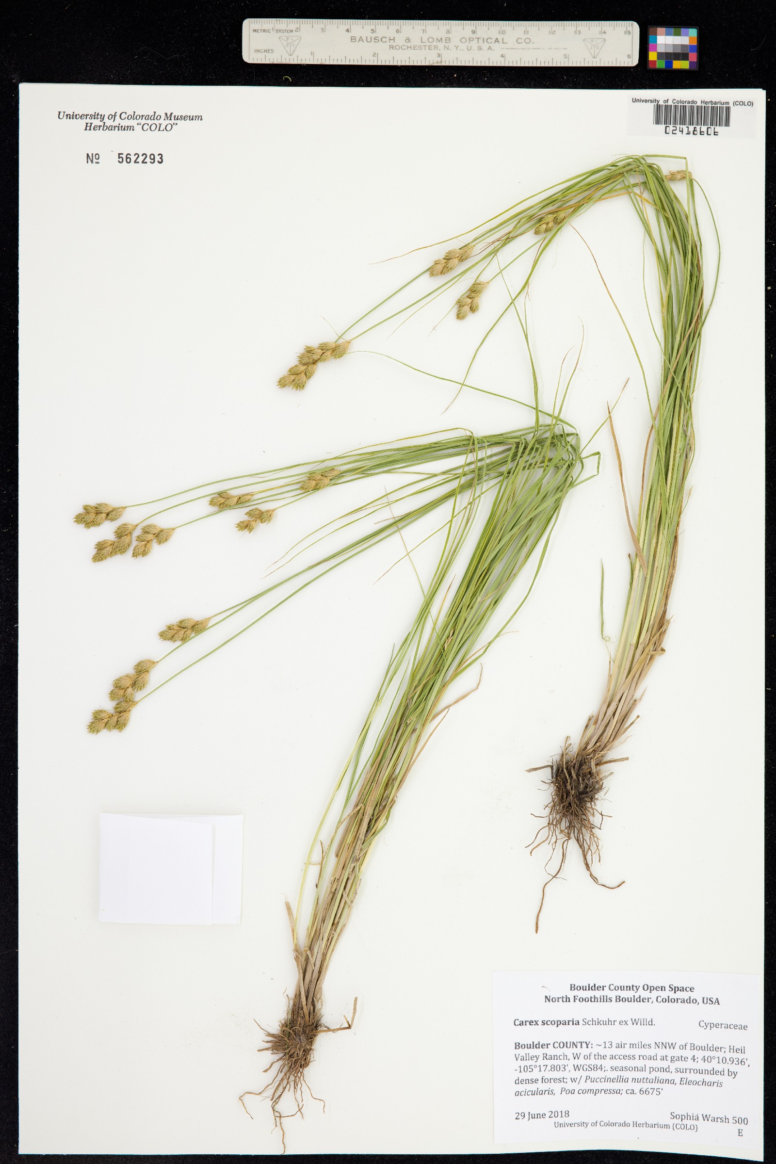 Carex scoparia image