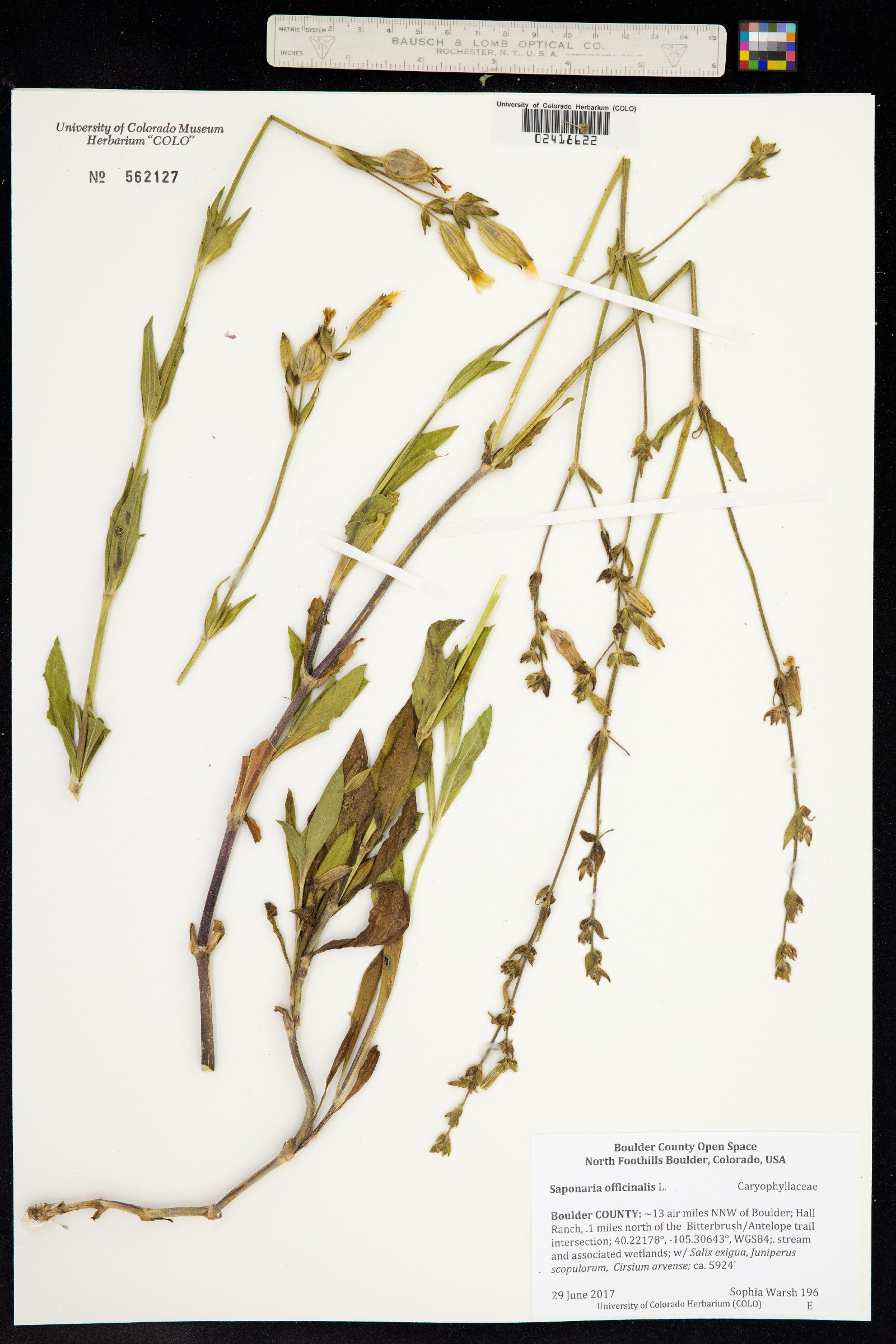 Saponaria officinalis image