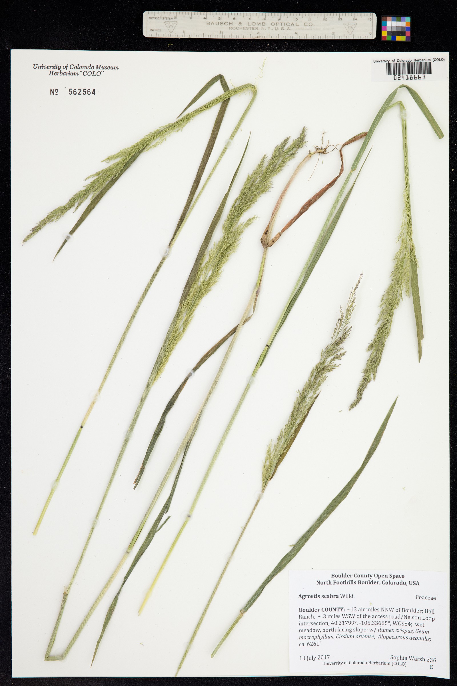 Agrostis scabra image