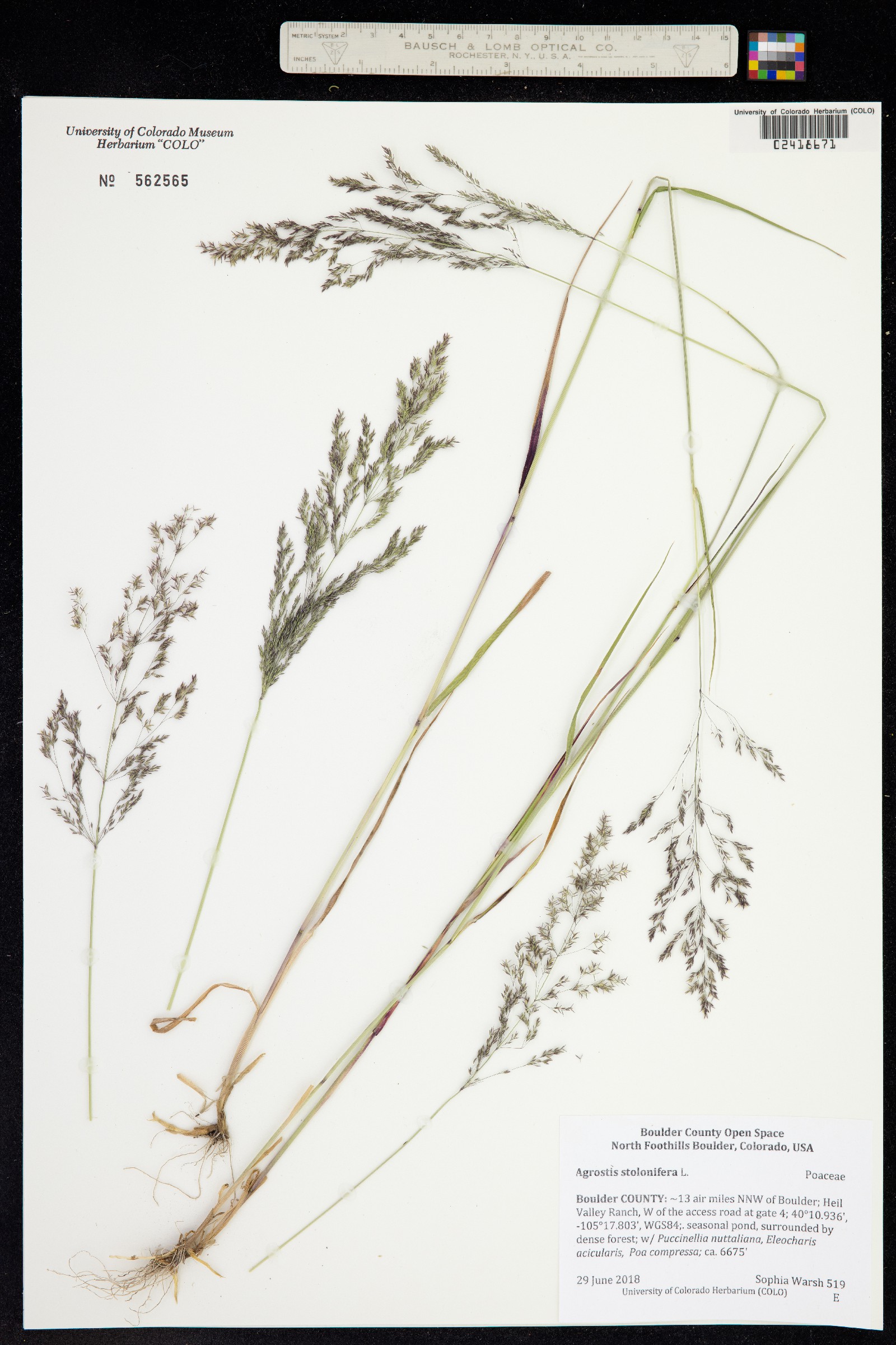 Agrostis stolonifera image