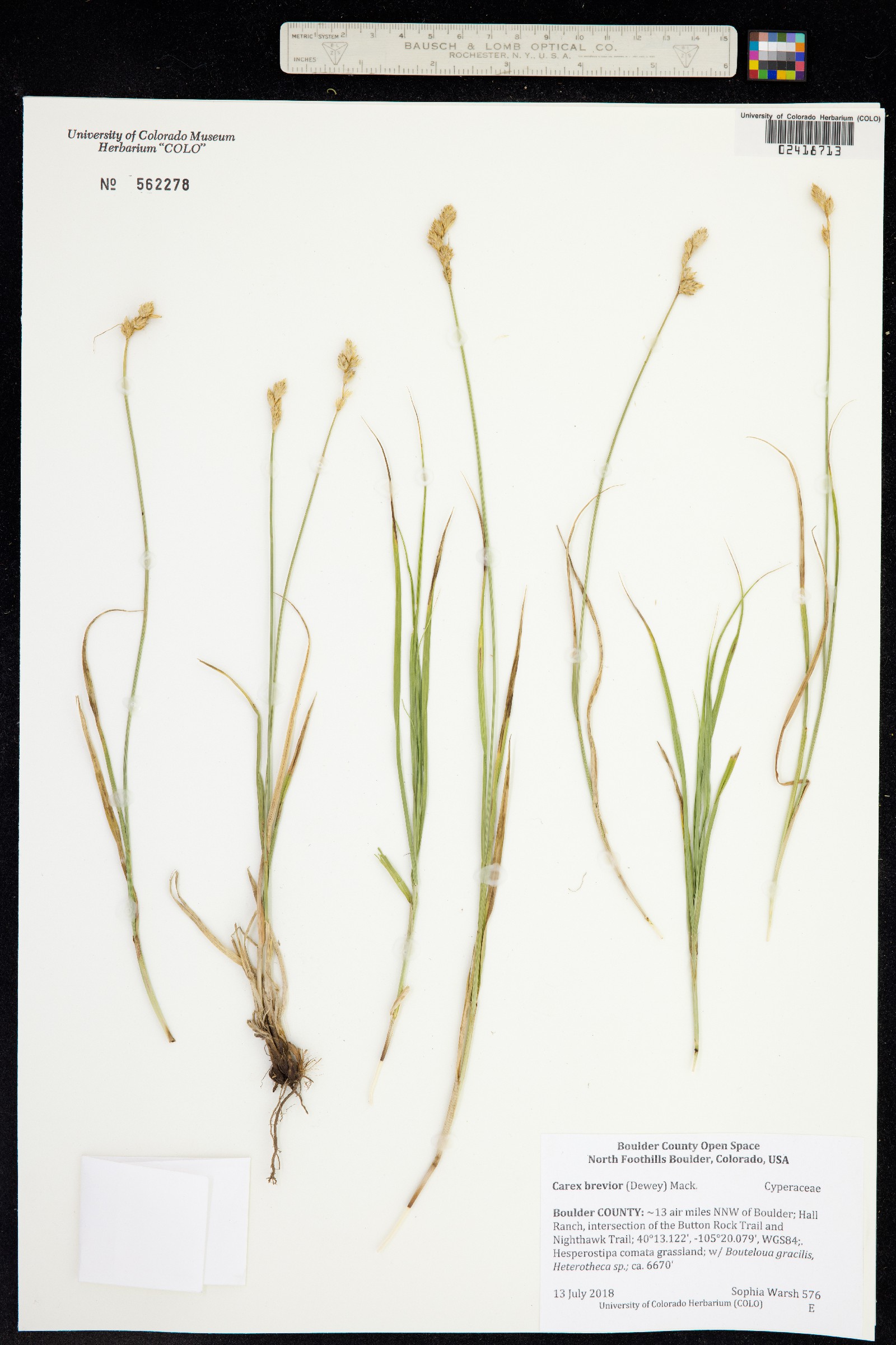 Carex brevior image
