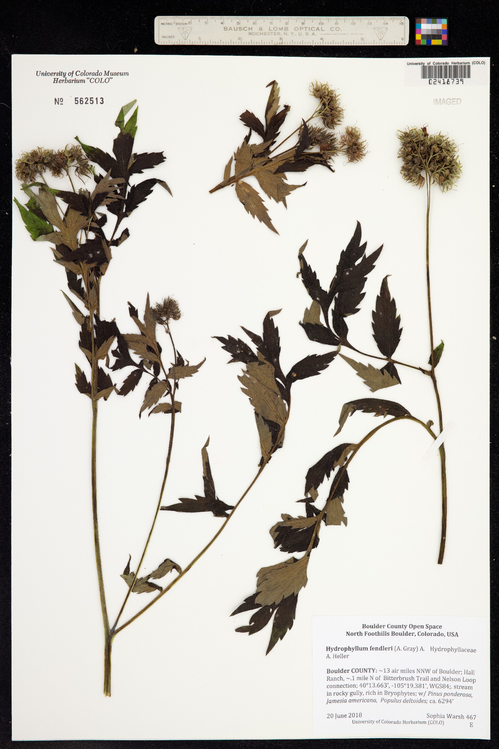Hydrophyllum fendleri image